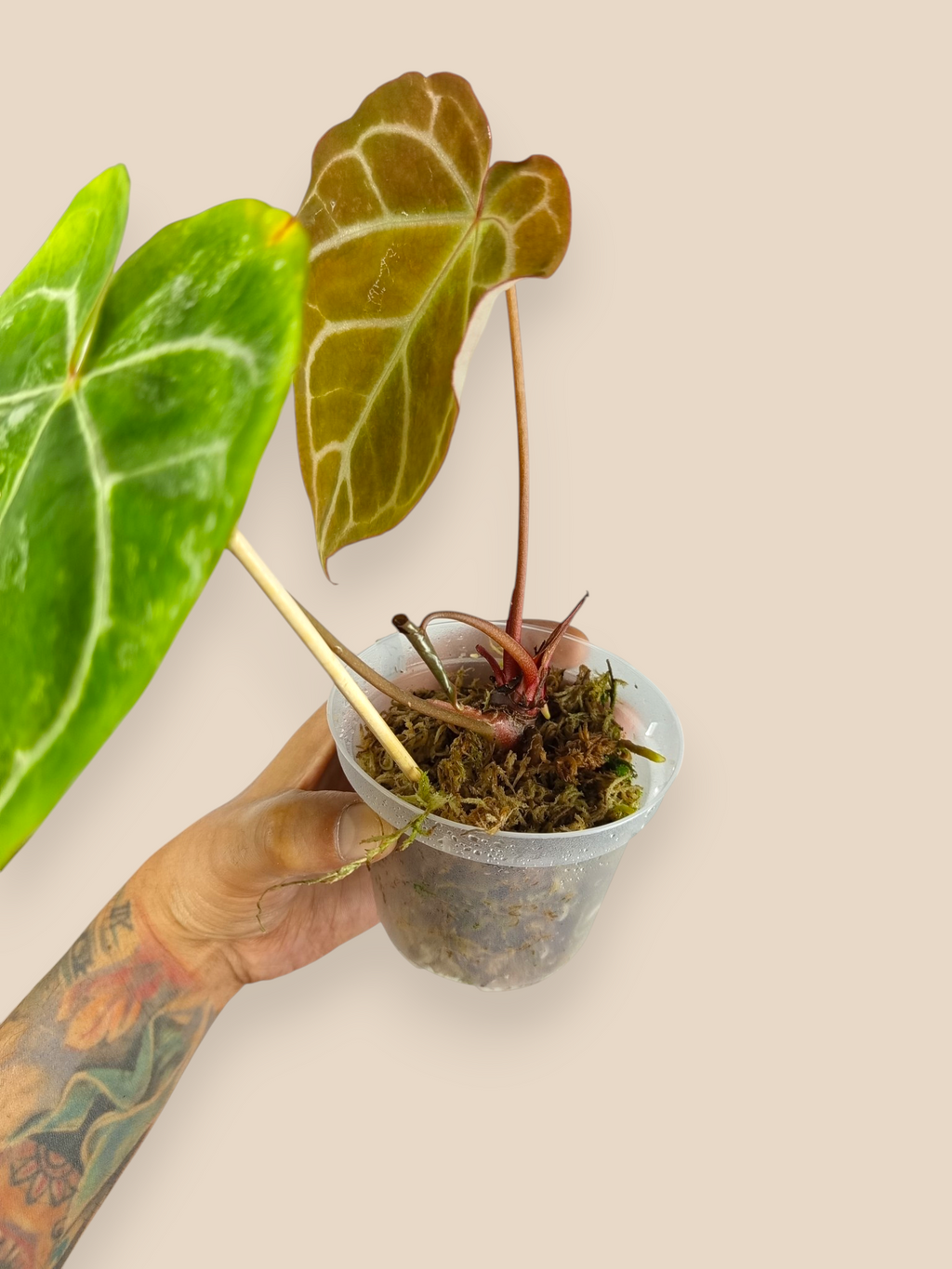 Anthurium Red Crystallinum Variegated