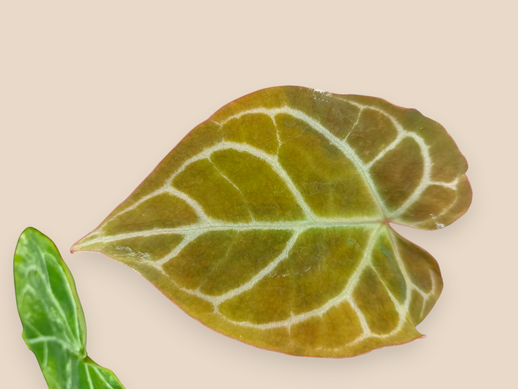 Anthurium Red Crystallinum Variegated