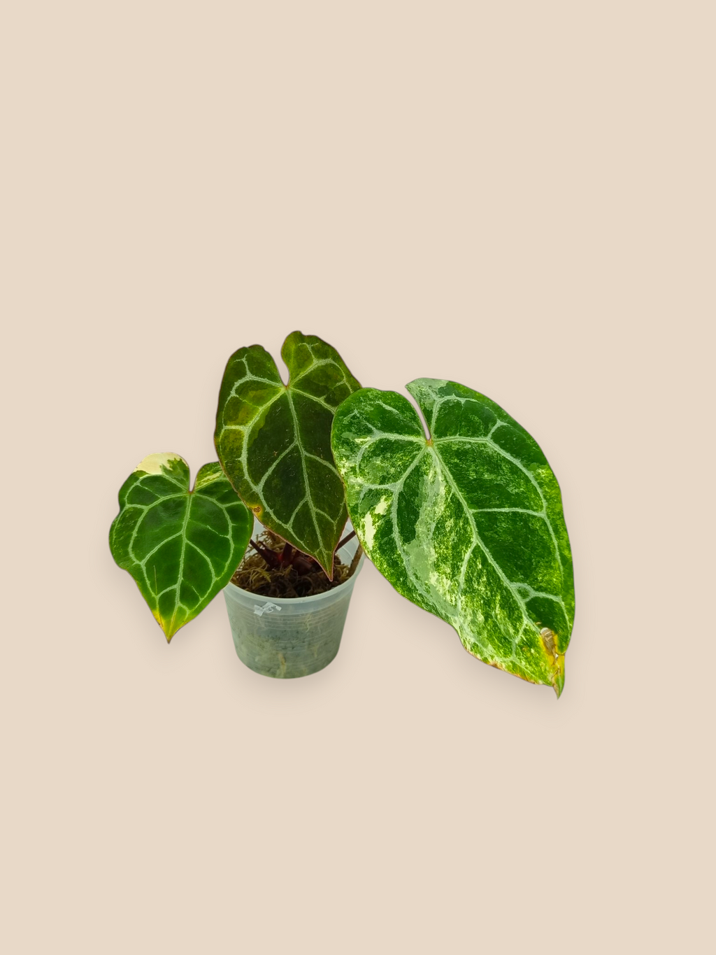 Anthurium Red Crystallinum Variegated