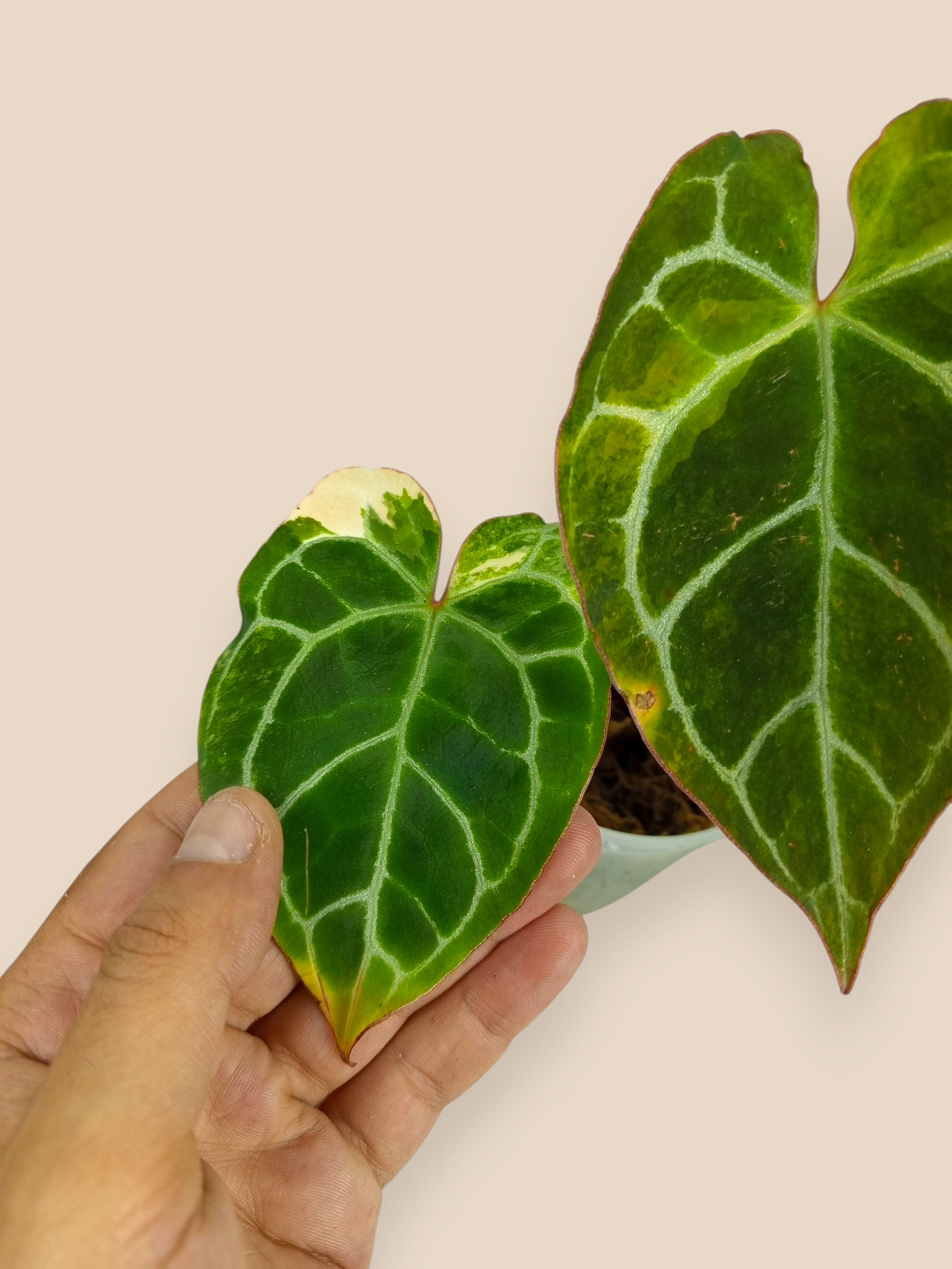 Anthurium Red Crystallinum Variegated