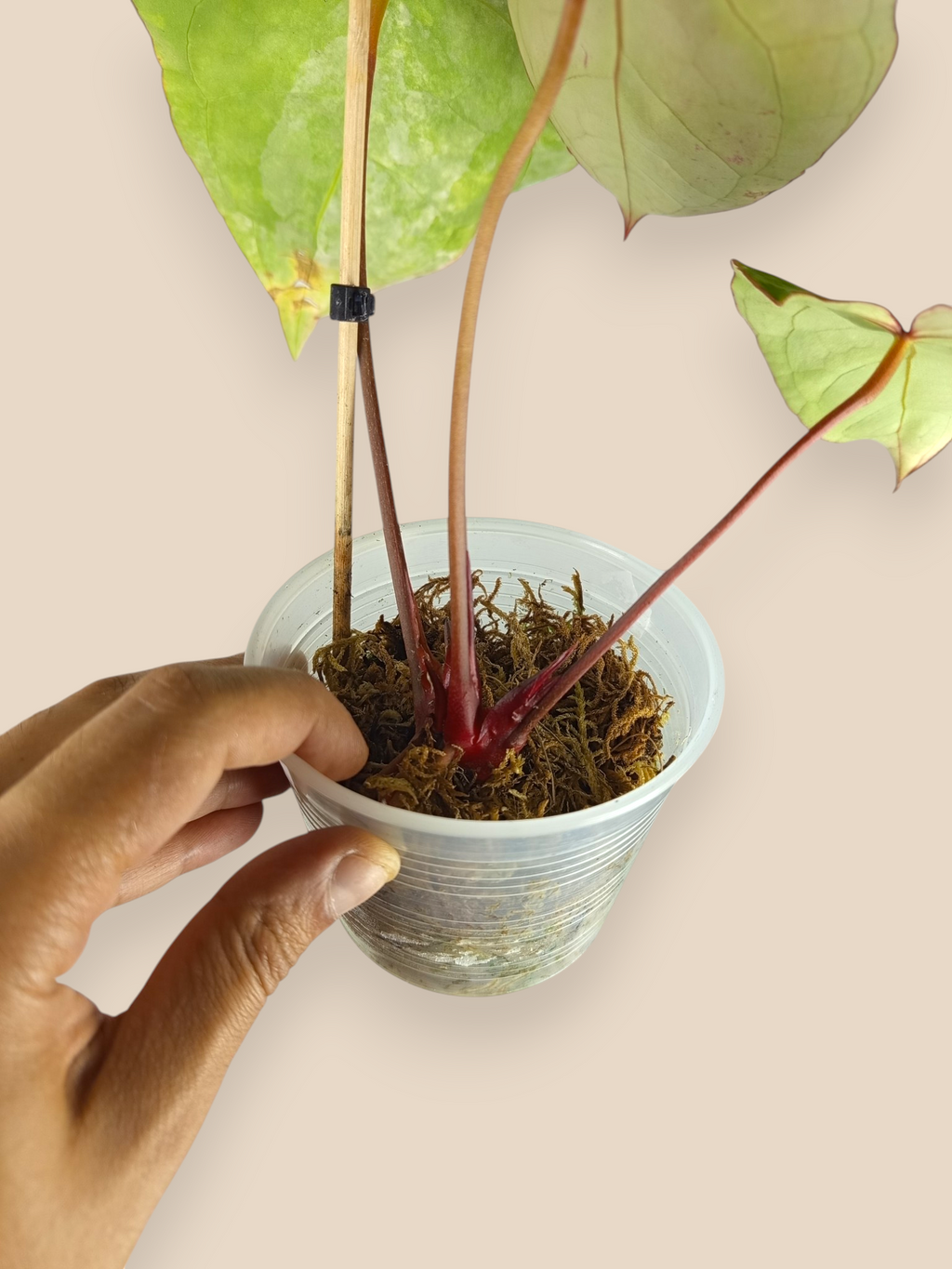 Anthurium Red Crystallinum Variegated