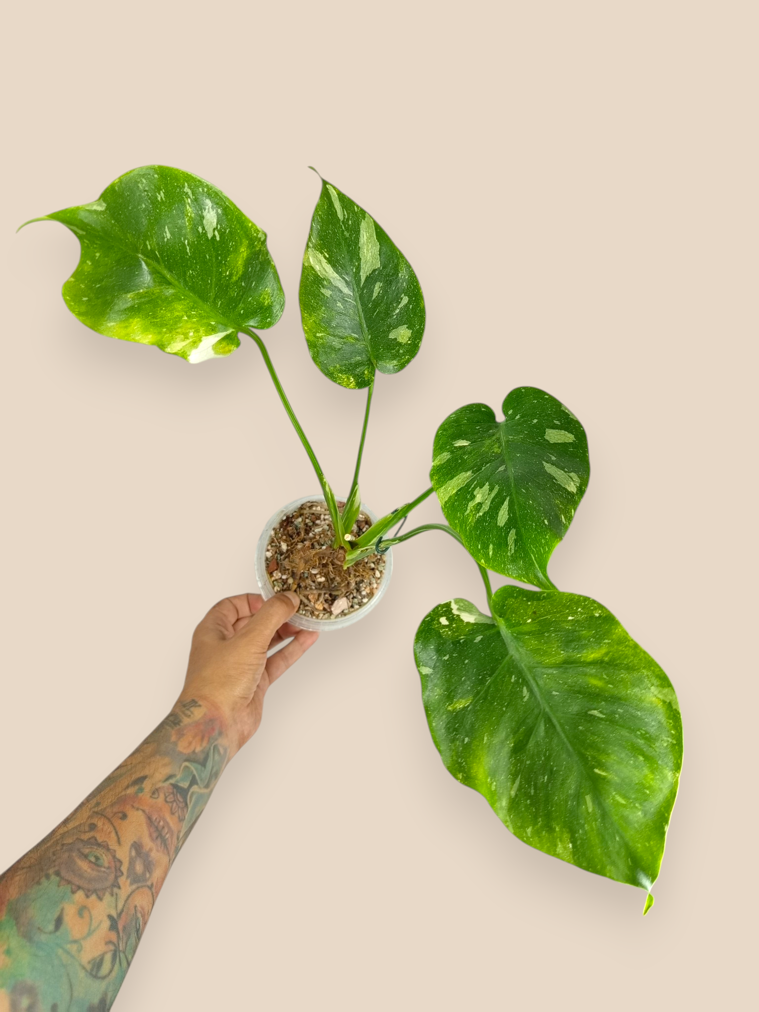 Monstera Thai Dwarf Contorta