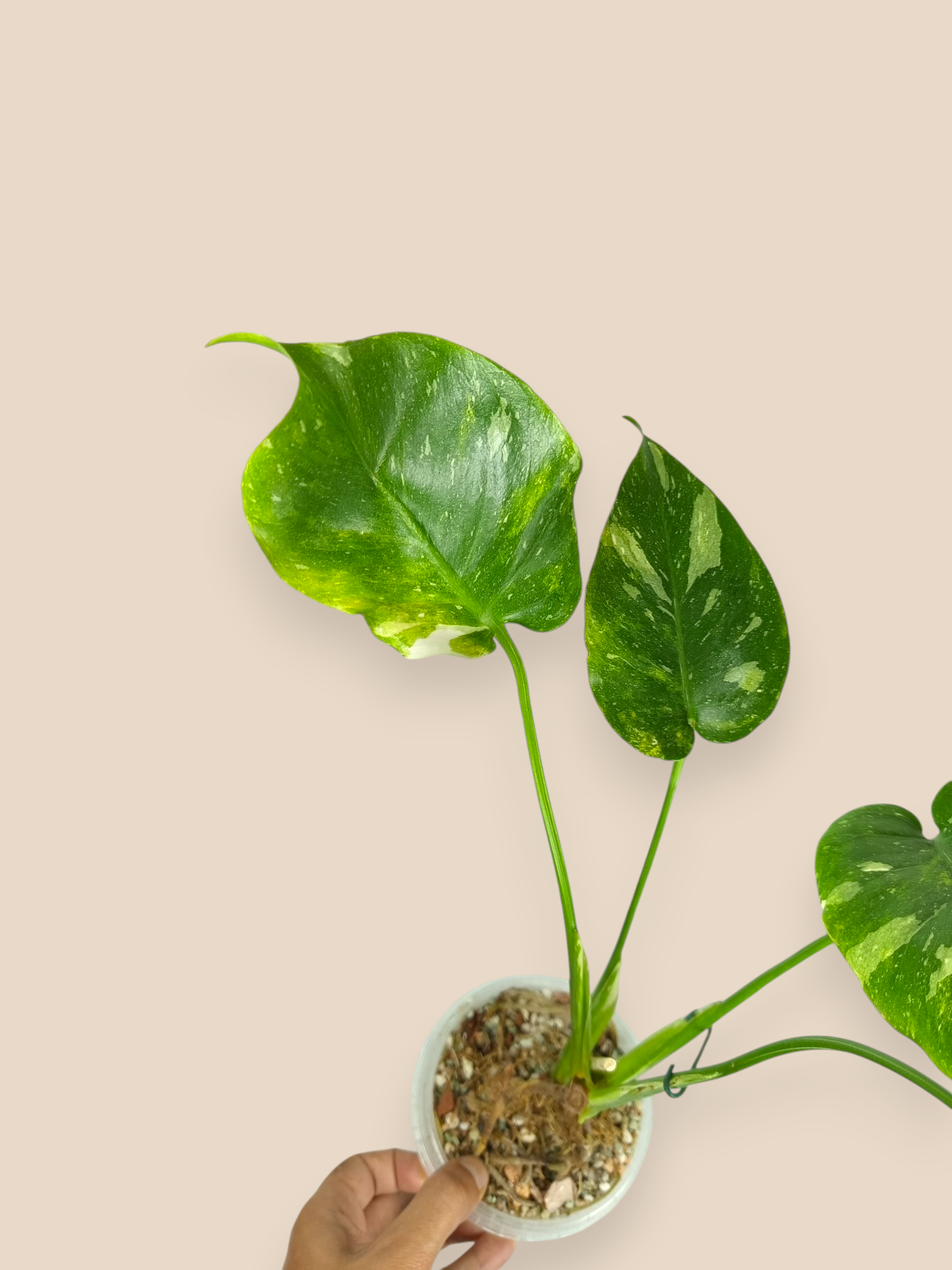 Monstera Thai Dwarf Contorta