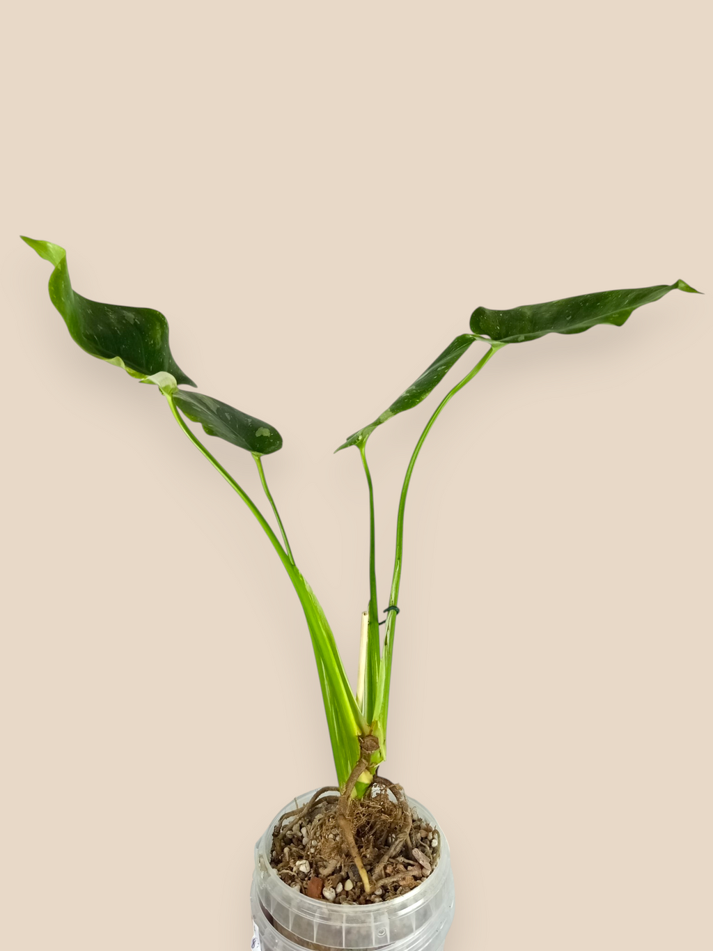 Monstera Thai Dwarf Contorta