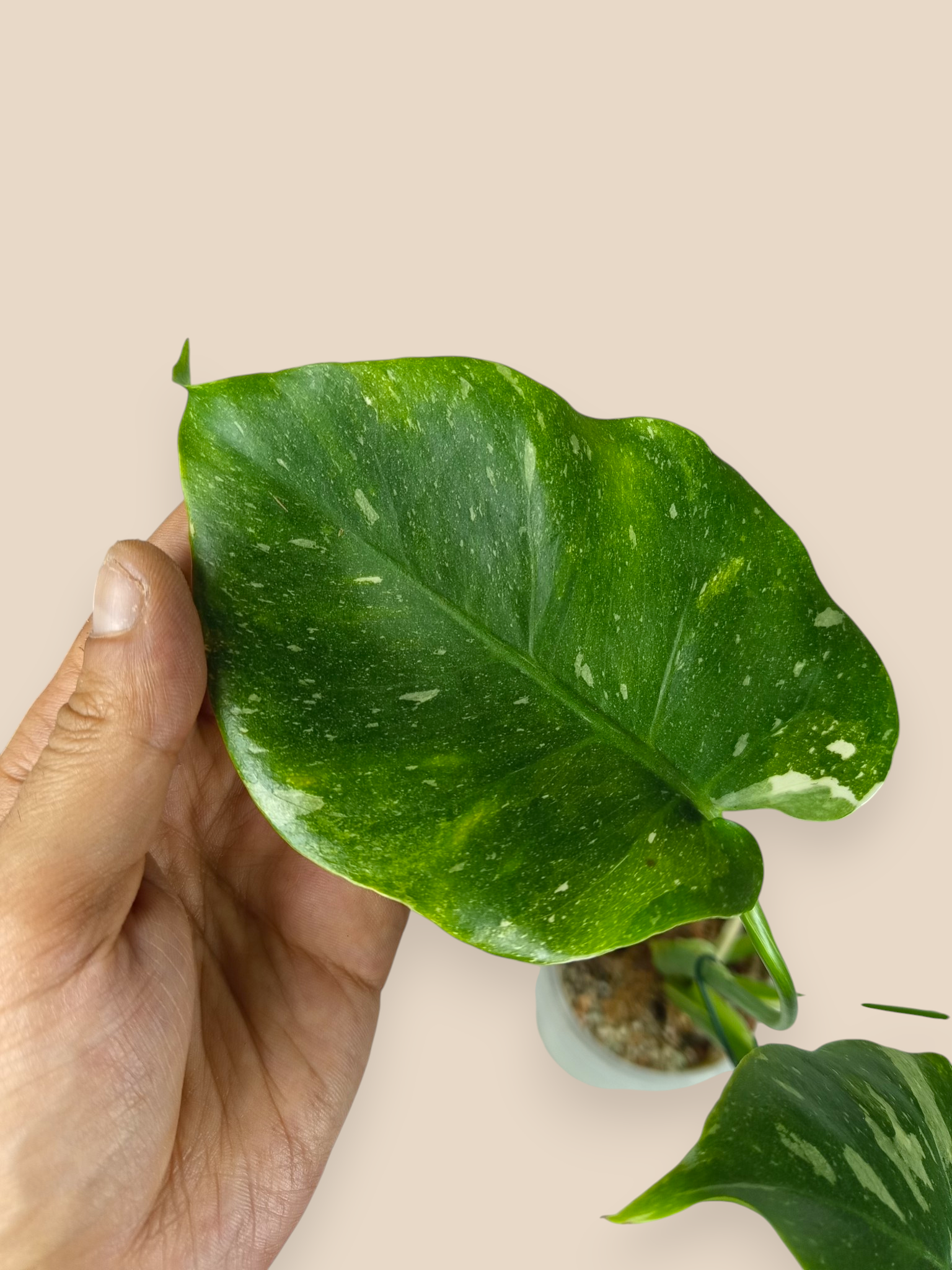 Monstera Thai Dwarf Contorta