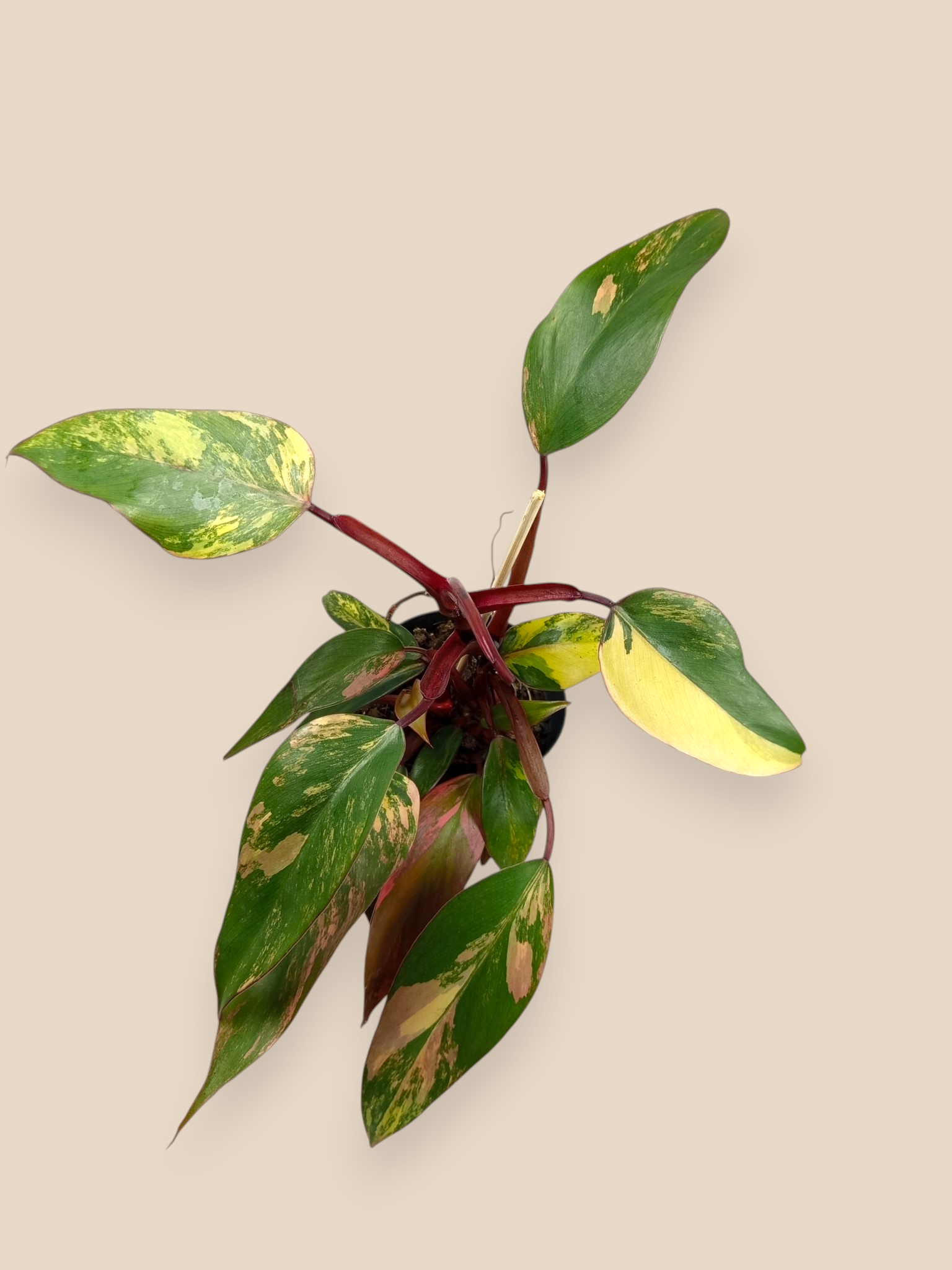 Philodendron Caramel Apple