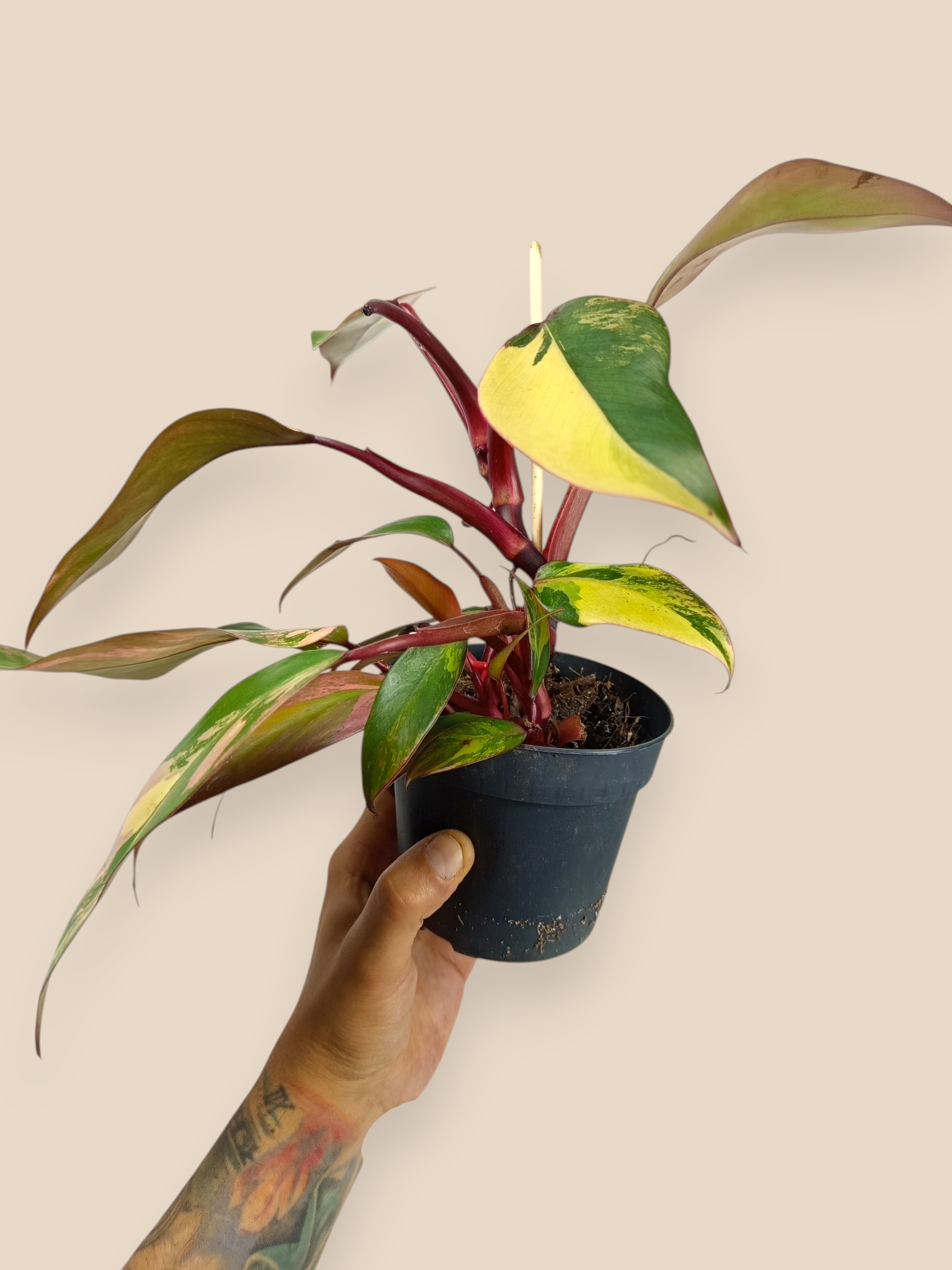 Philodendron Caramel Apple