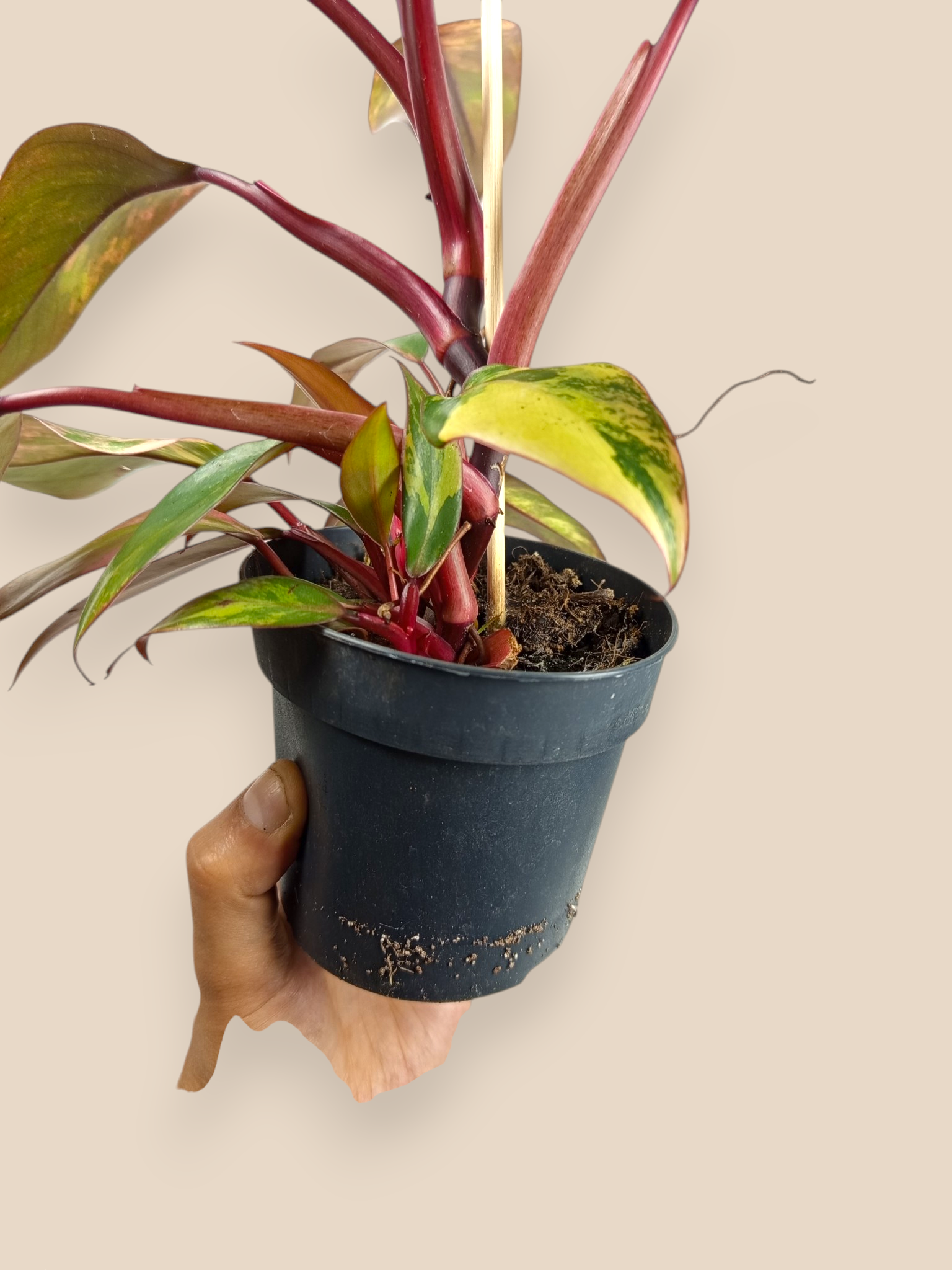 Philodendron Caramel Apple