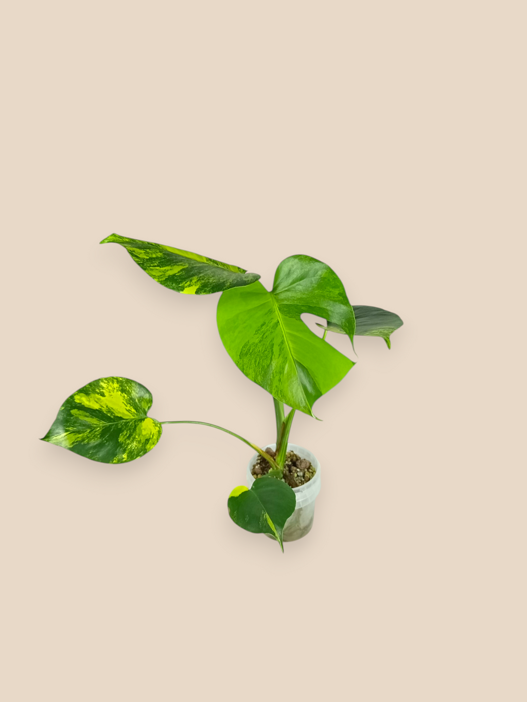Monstera Yellow Marlin