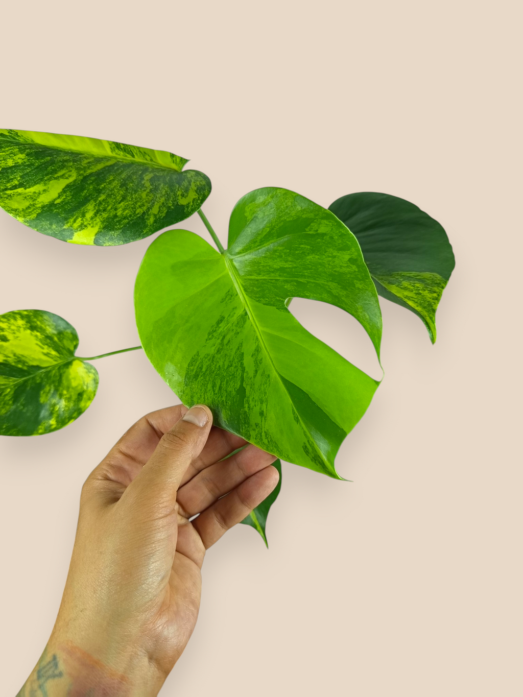 Monstera Yellow Marlin