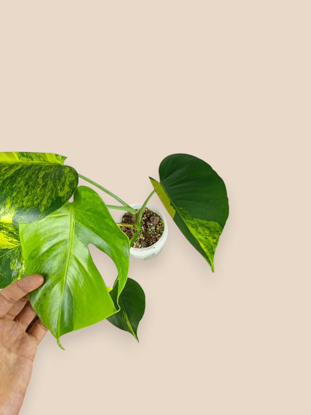 Monstera Yellow Marlin