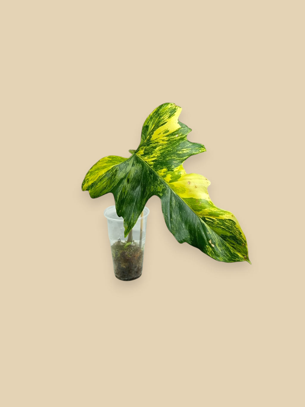 Philodendron Florida Beauty x Mayoi