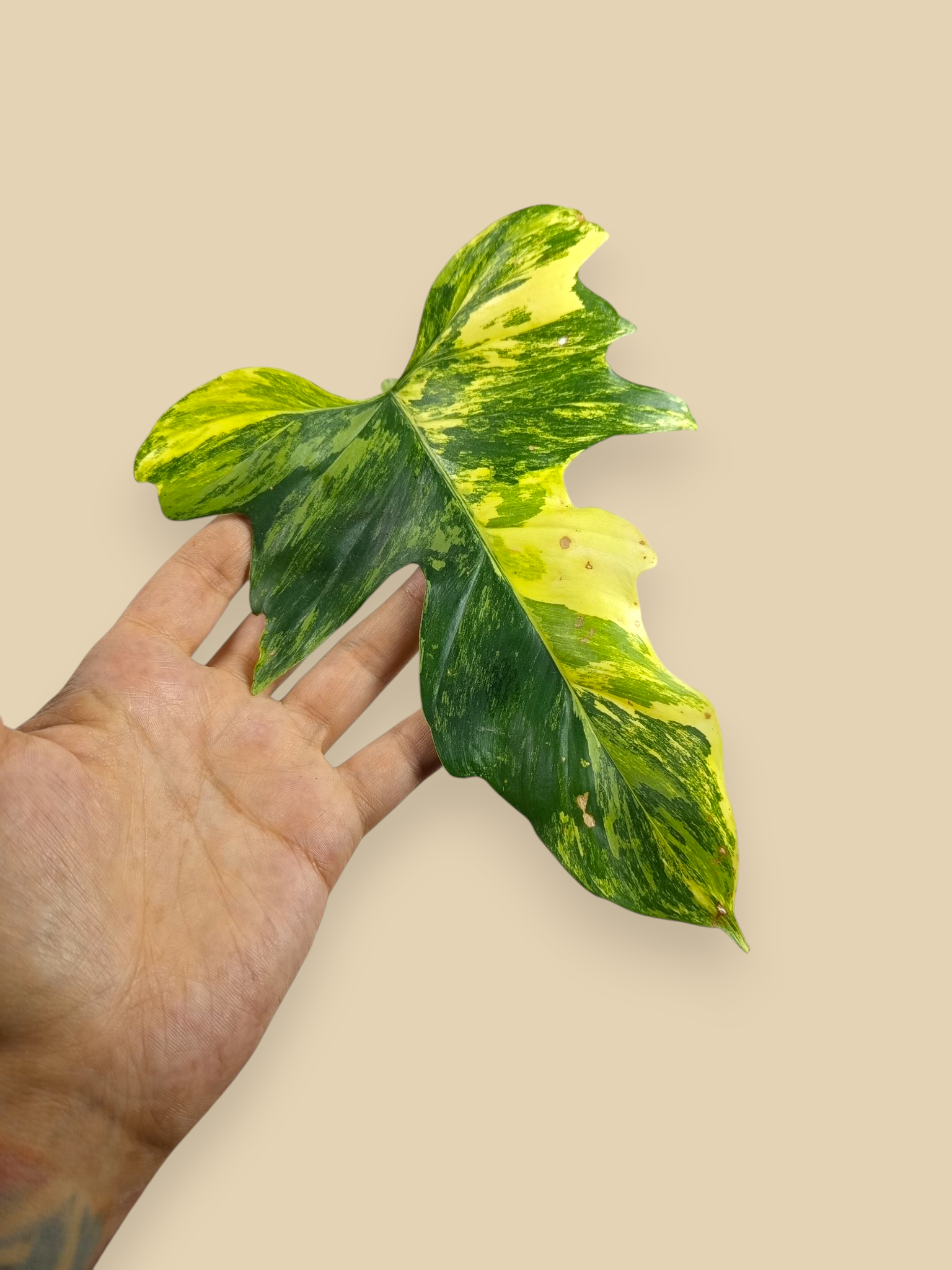 Philodendron Florida Beauty x Mayoi