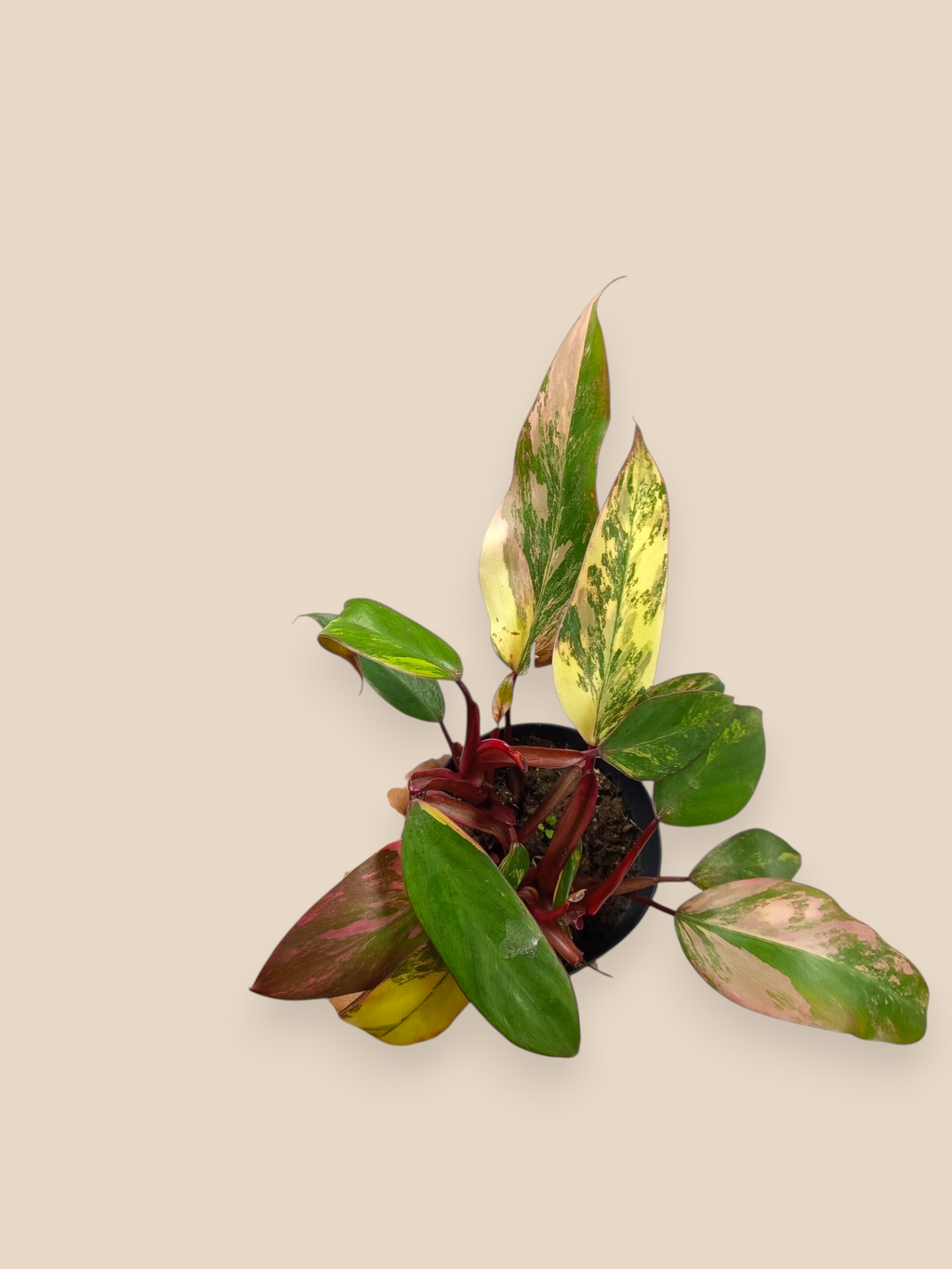 Philodendron Caramel Apple