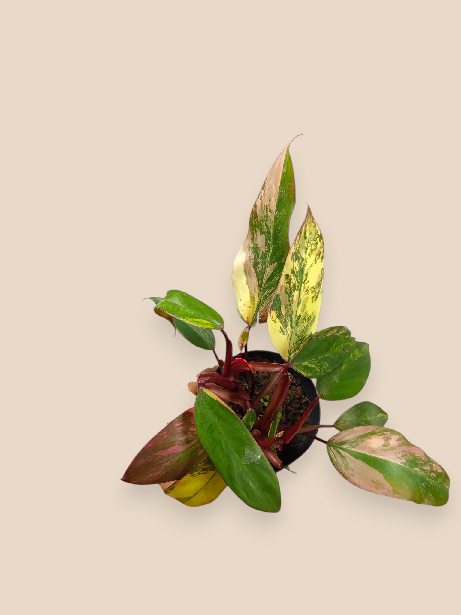 Philodendron Caramel Apple
