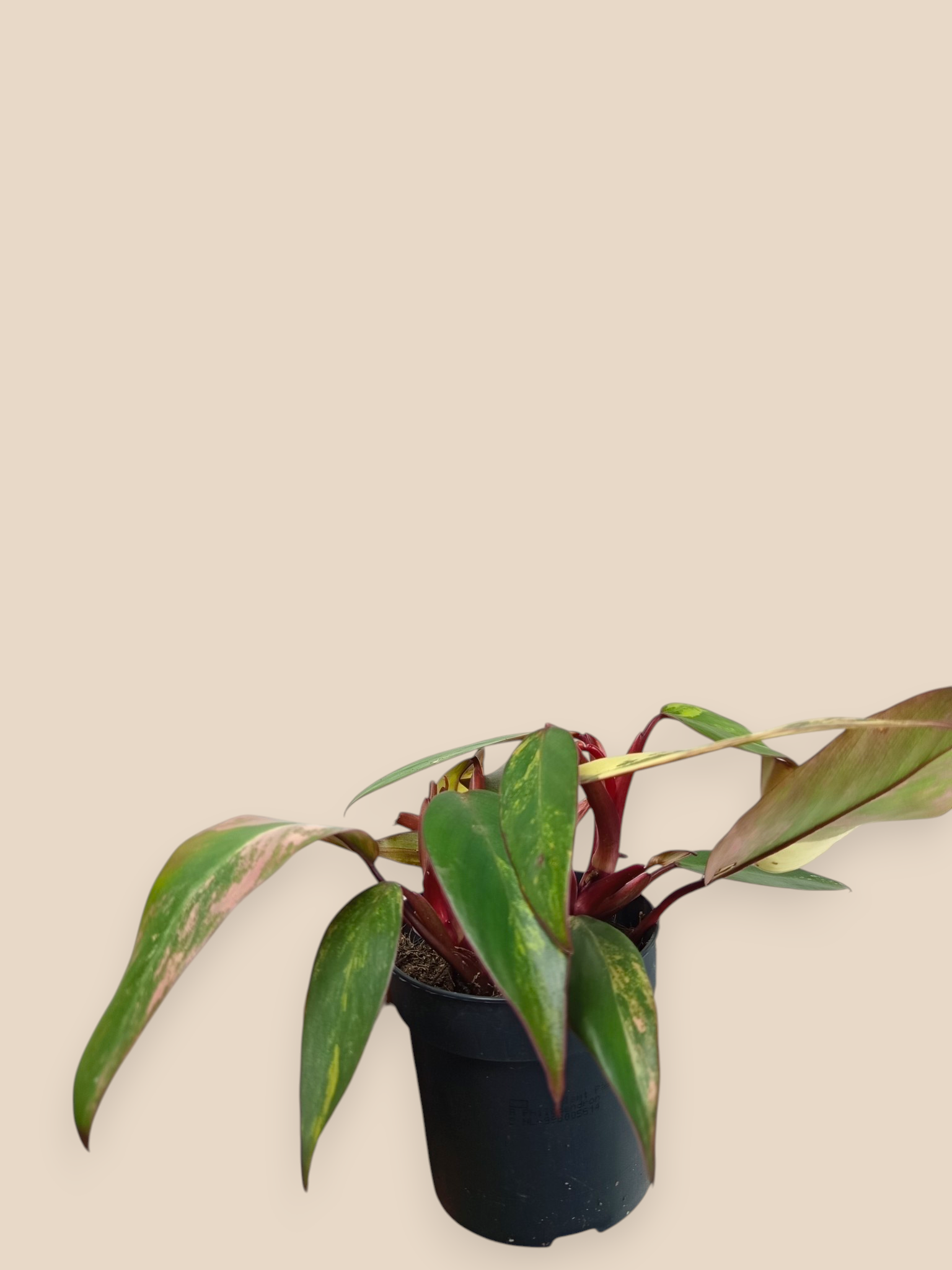 Philodendron Caramel Apple