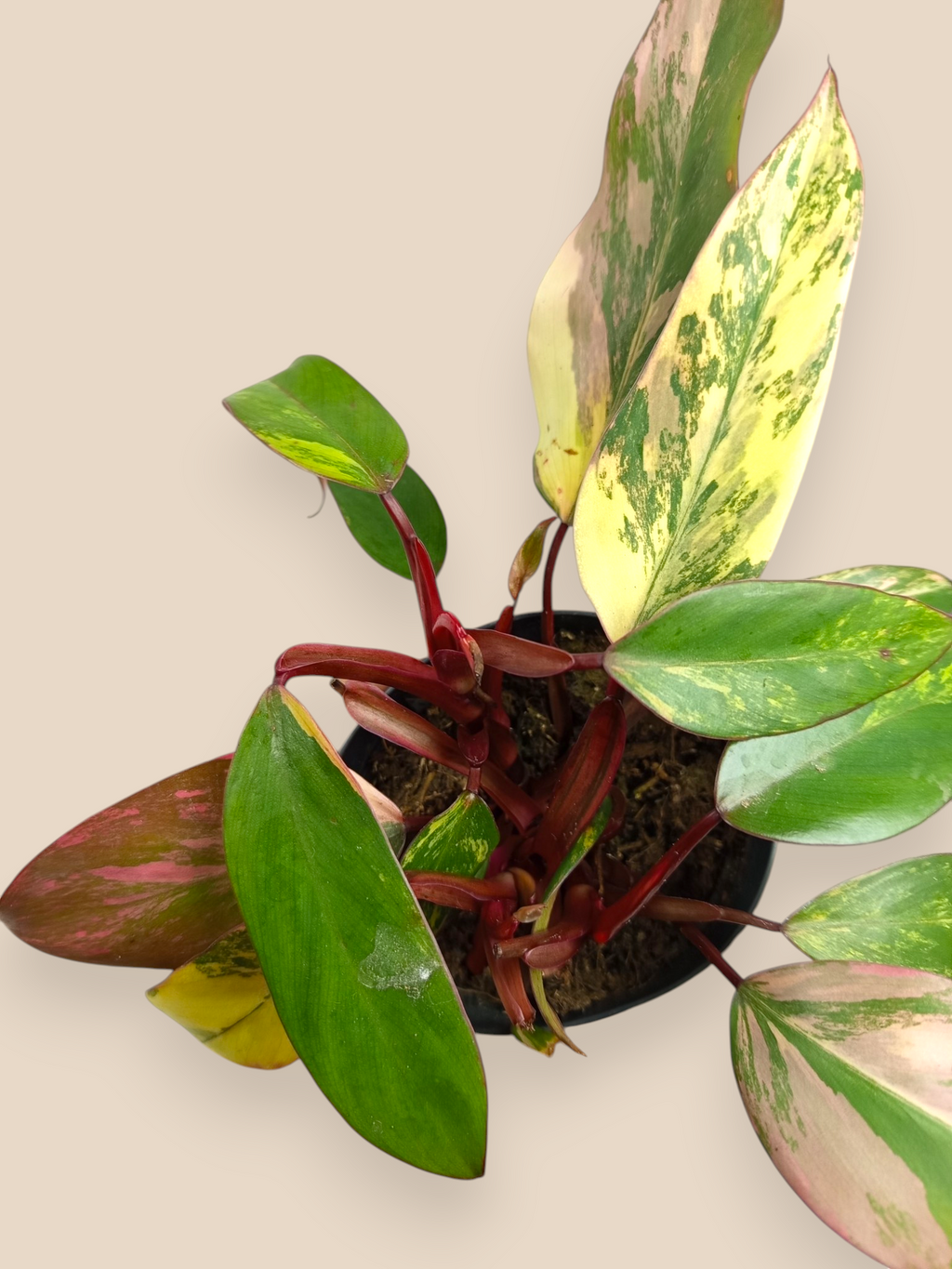Philodendron Caramel Apple