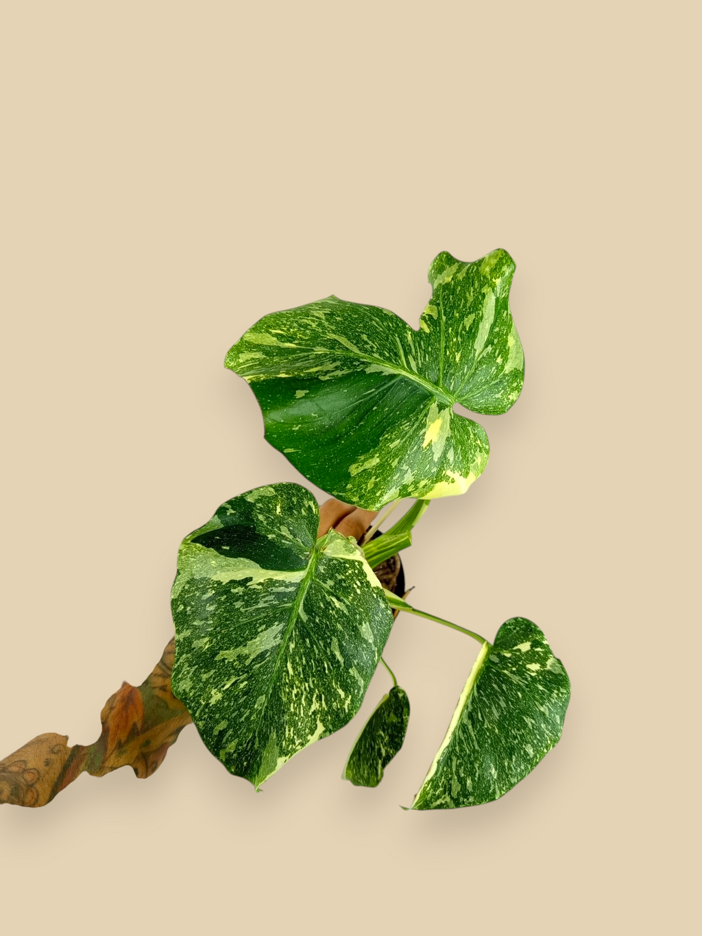 Monstera Thai Constellation Green Swon  Mutation