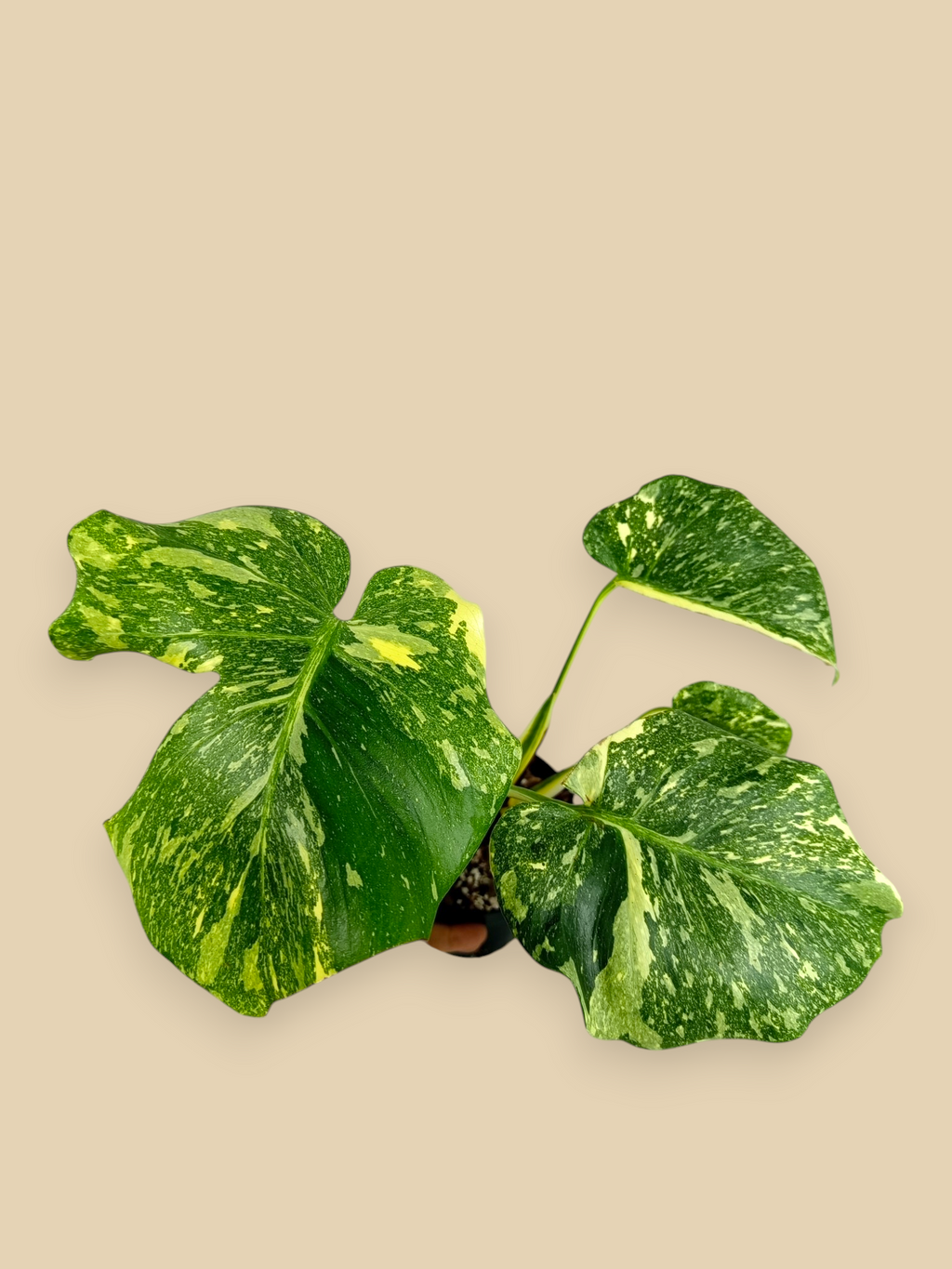 Monstera Thai Constellation Green Swon  Mutation