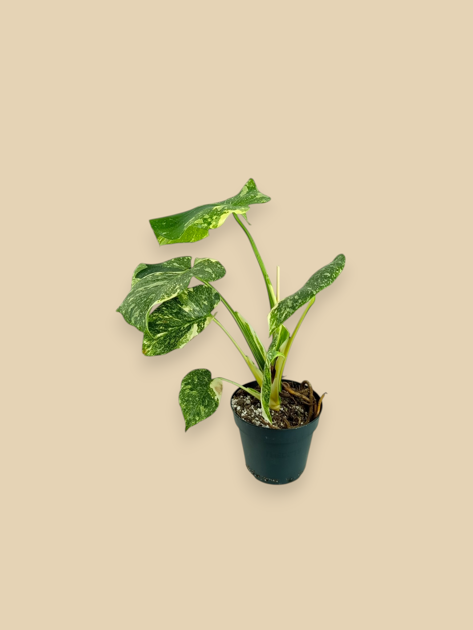 Monstera Thai Constellation Green Swon  Mutation