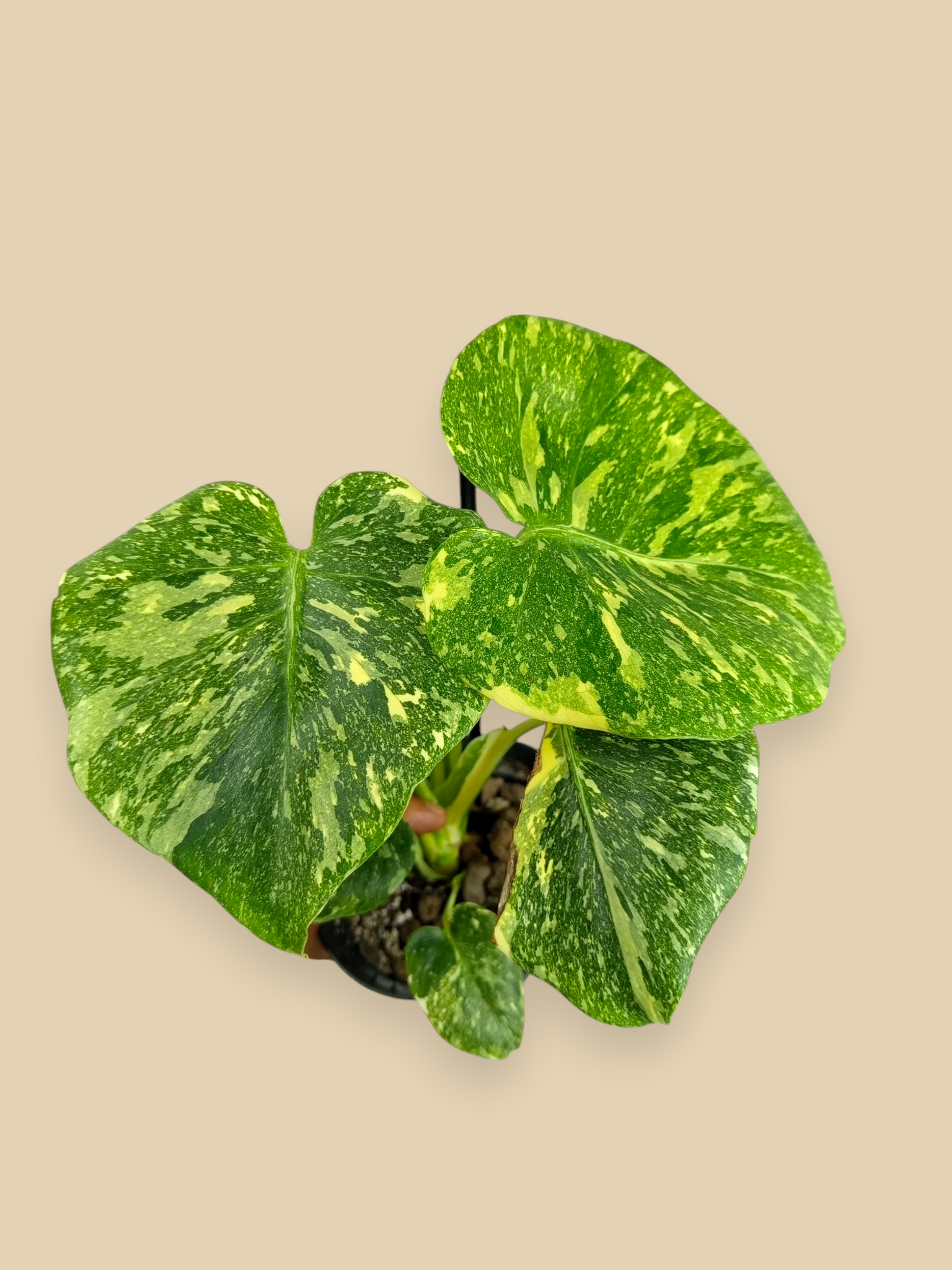 Monstera Thai Constellation Platinum
