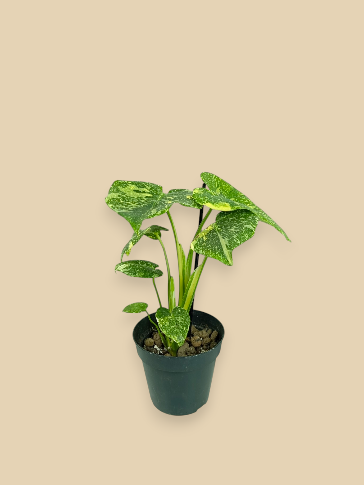Monstera Thai Constellation Platinum