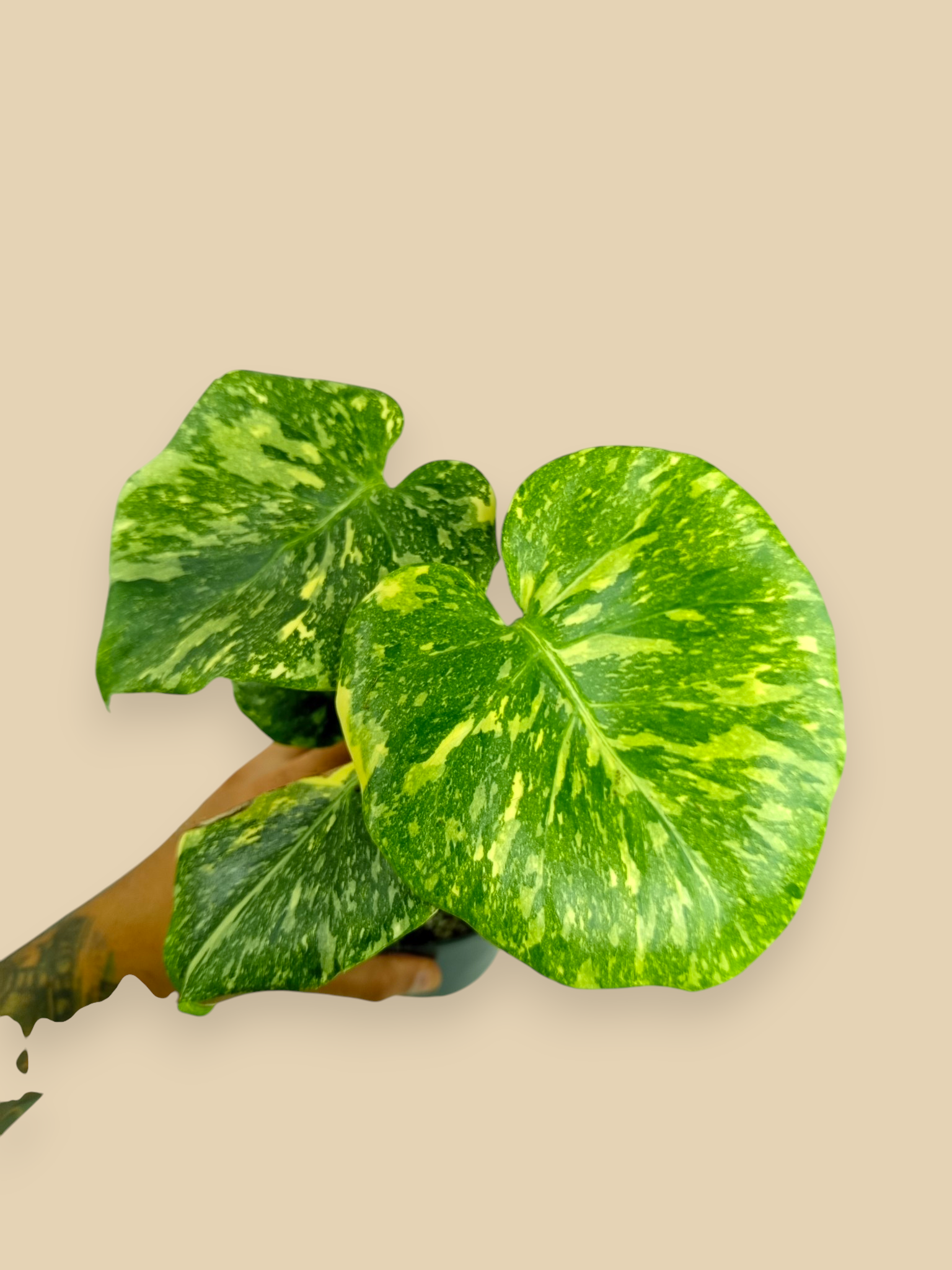 Monstera Thai Constellation Platinum