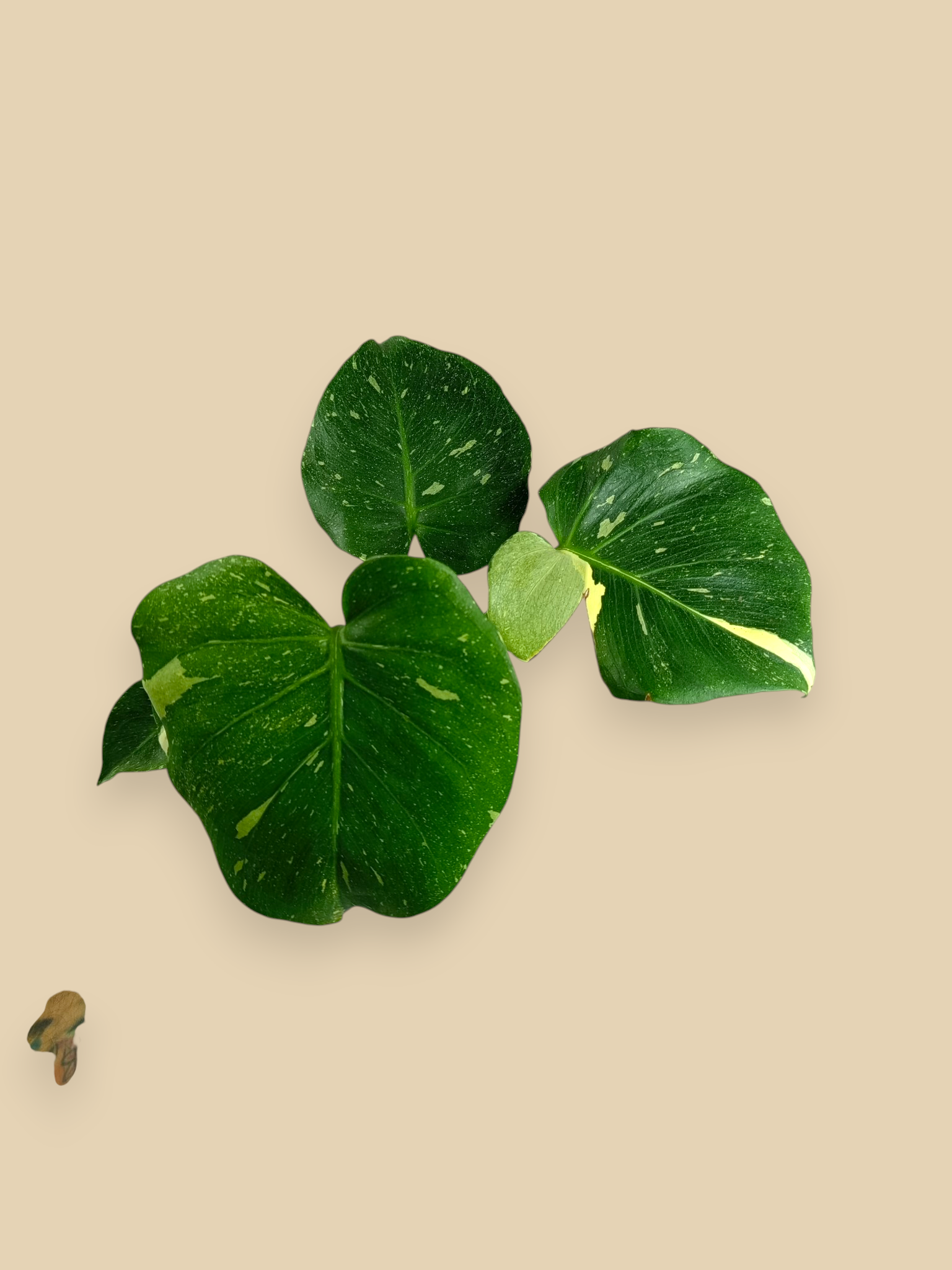 Monstera Thai Constellation Mutation