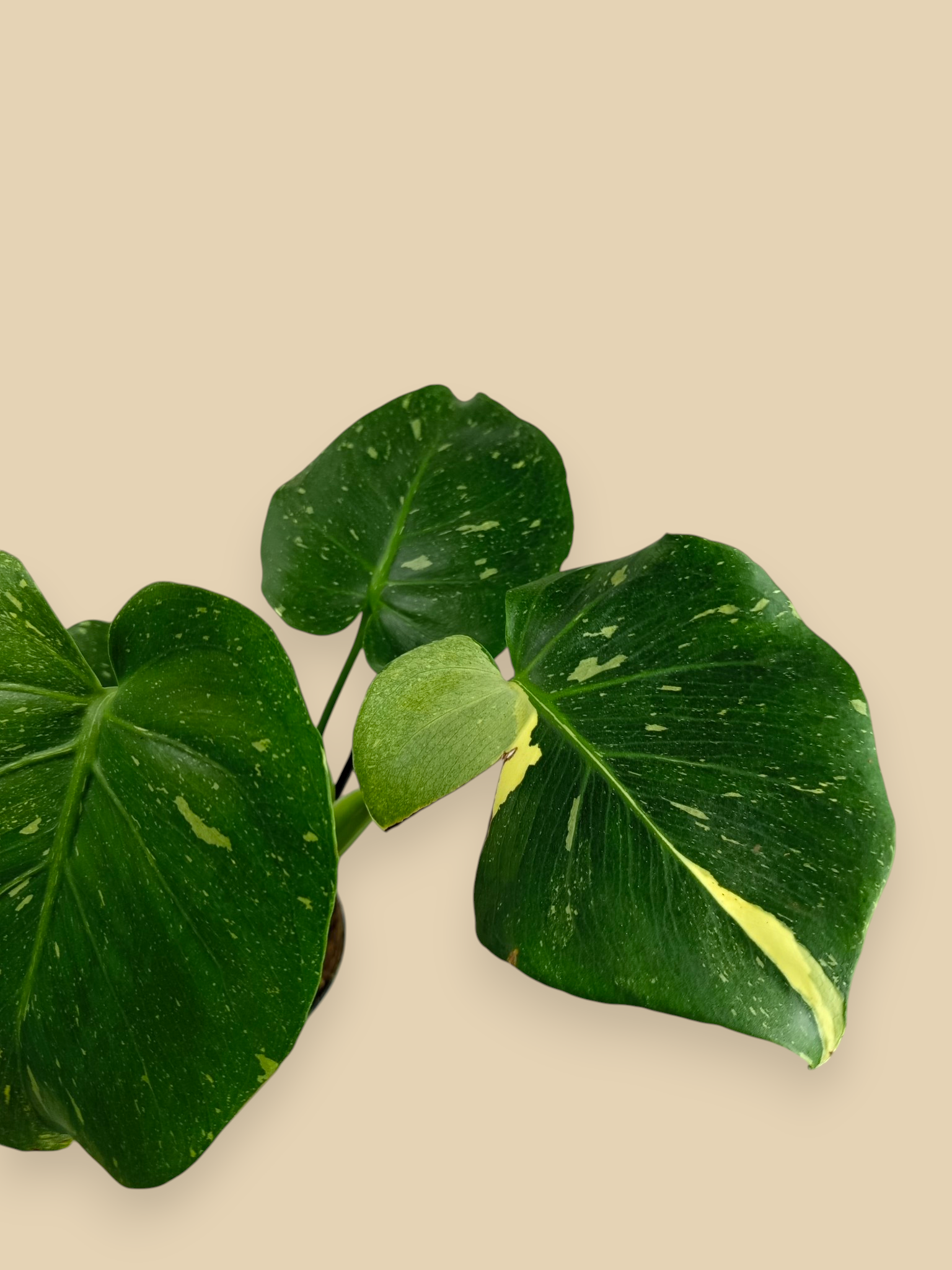 Monstera Thai Constellation Mutation