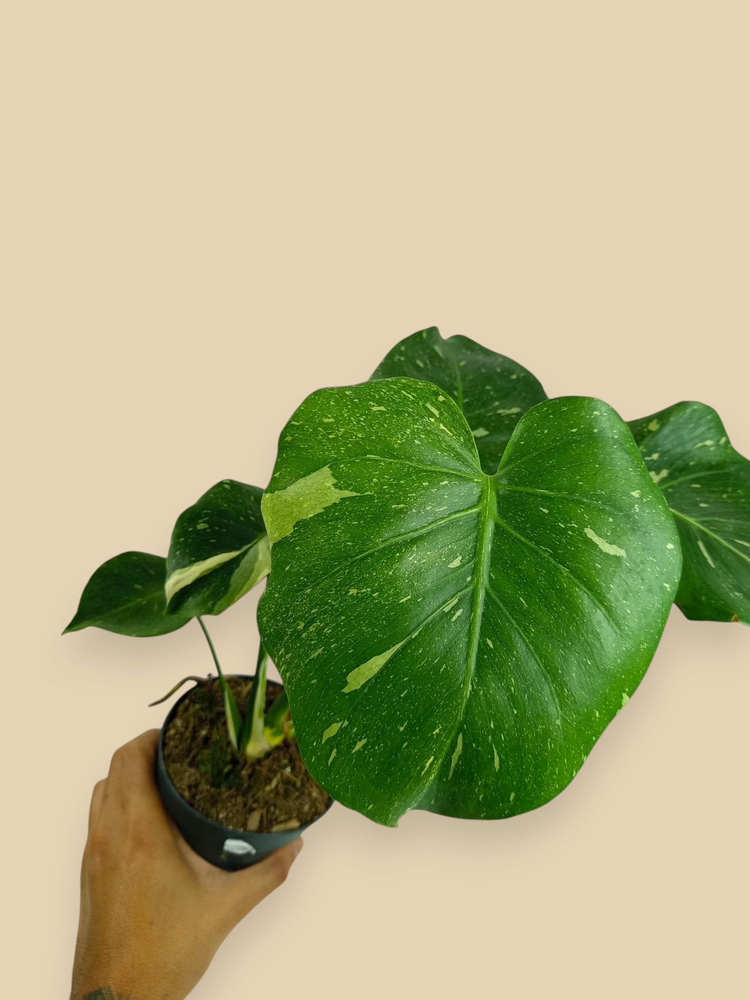 Monstera Thai Constellation Mutation