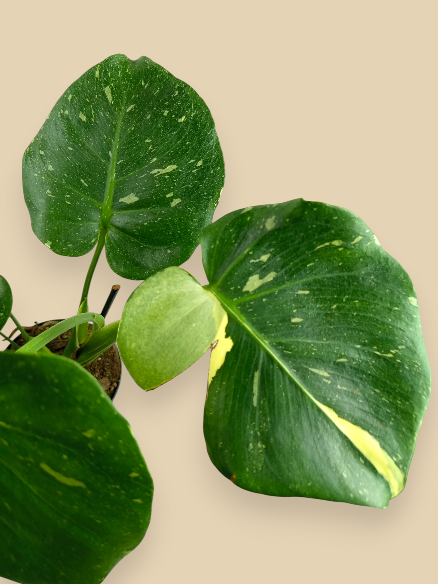 Monstera Thai Constellation Mutation