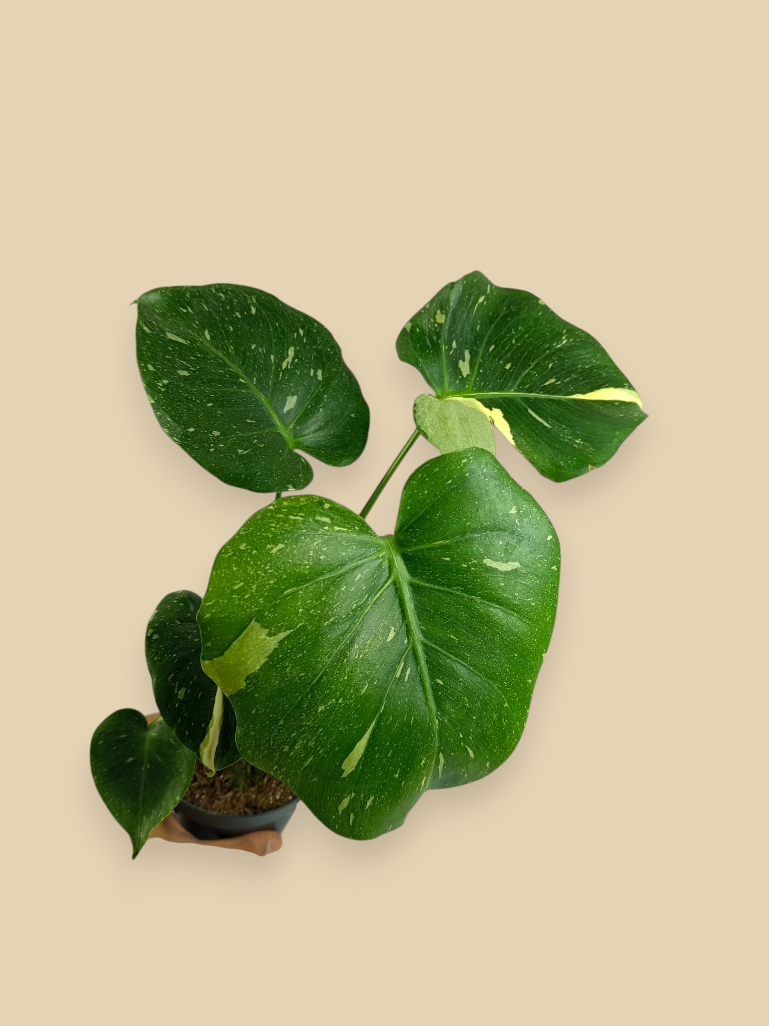 Monstera Thai Constellation Mutation