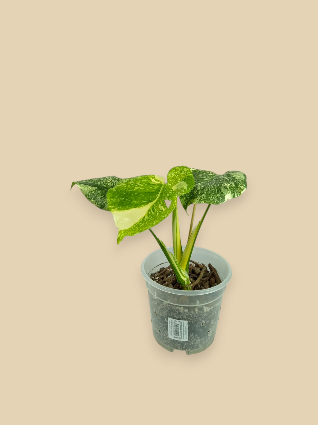 Monstera Thai Constellation Double Platinum