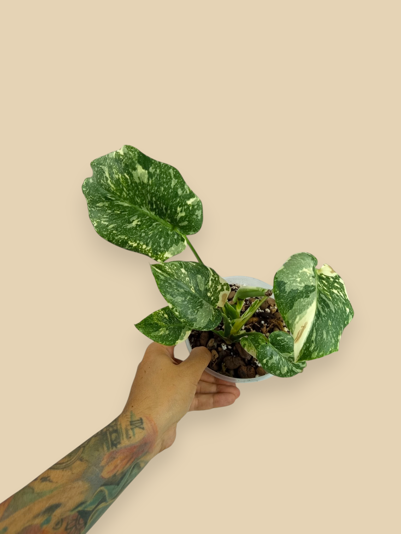 Monstera Thai Constellation Double Platinum Mutation