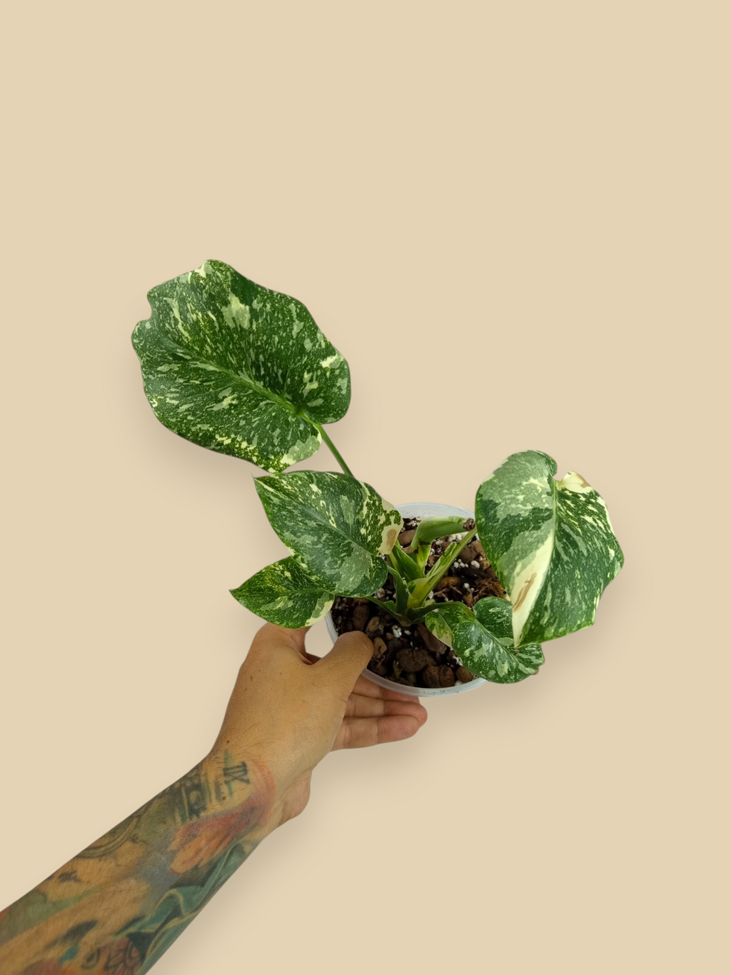 Monstera Thai Constellation Double Platinum Mutation