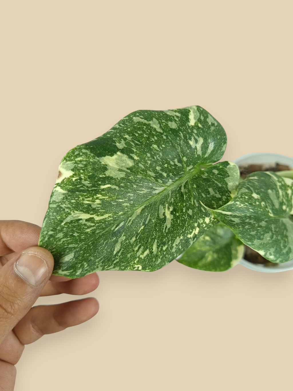 Monstera Thai Constellation Double Platinum Mutation