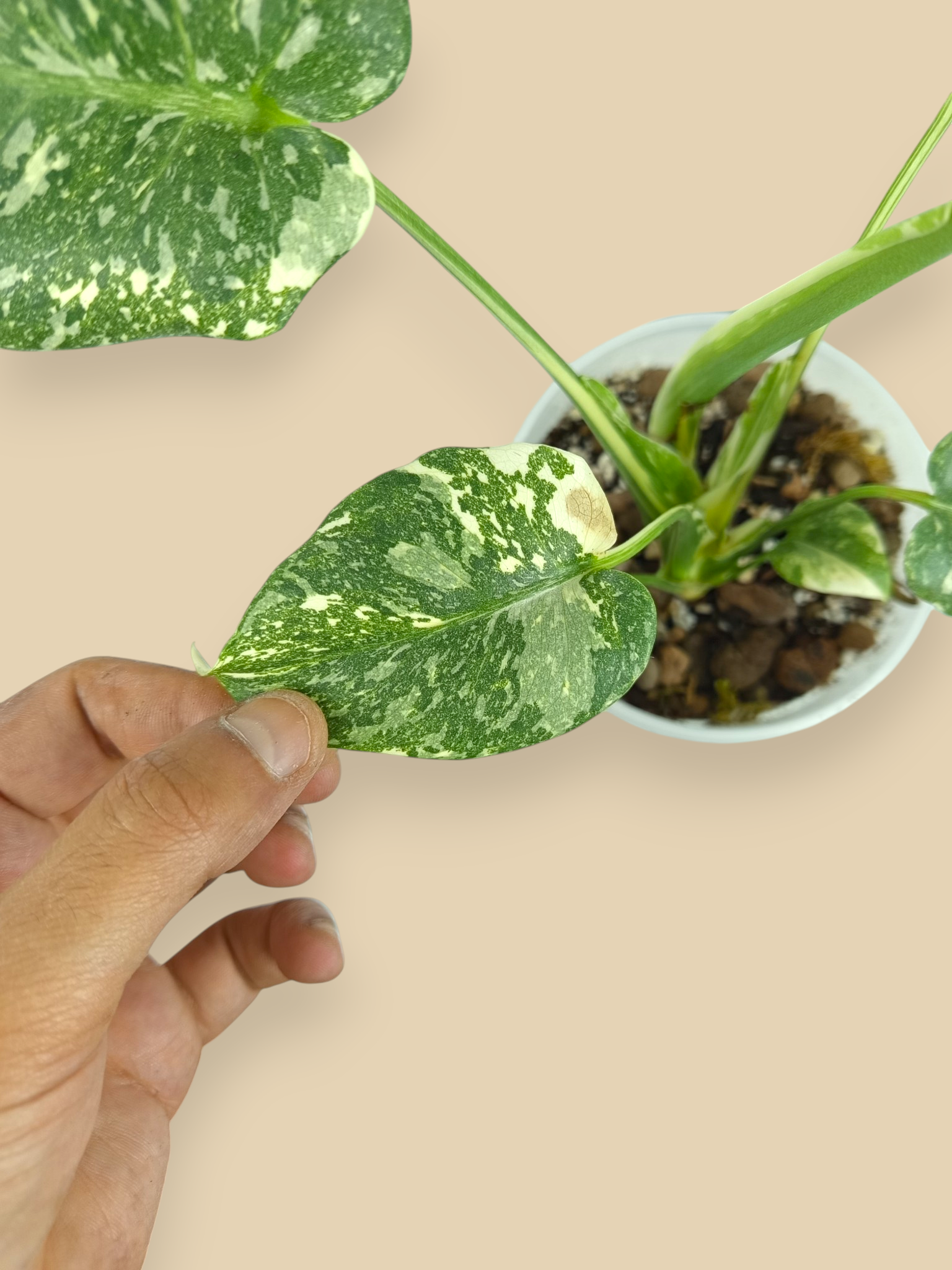 Monstera Thai Constellation Double Platinum Mutation