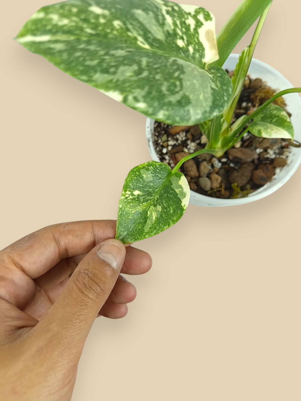Monstera Thai Constellation Double Platinum Mutation