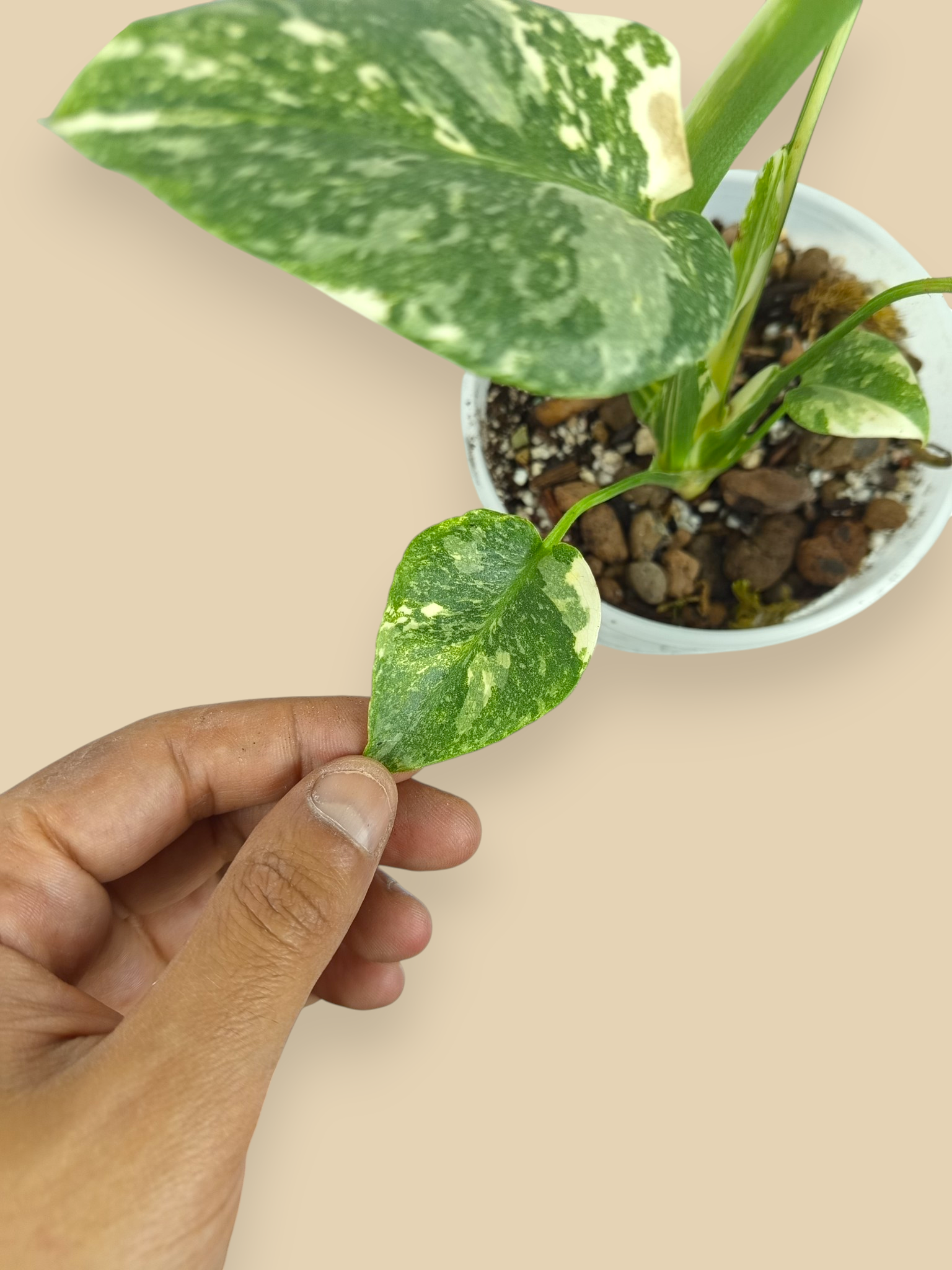 Monstera Thai Constellation Double Platinum Mutation