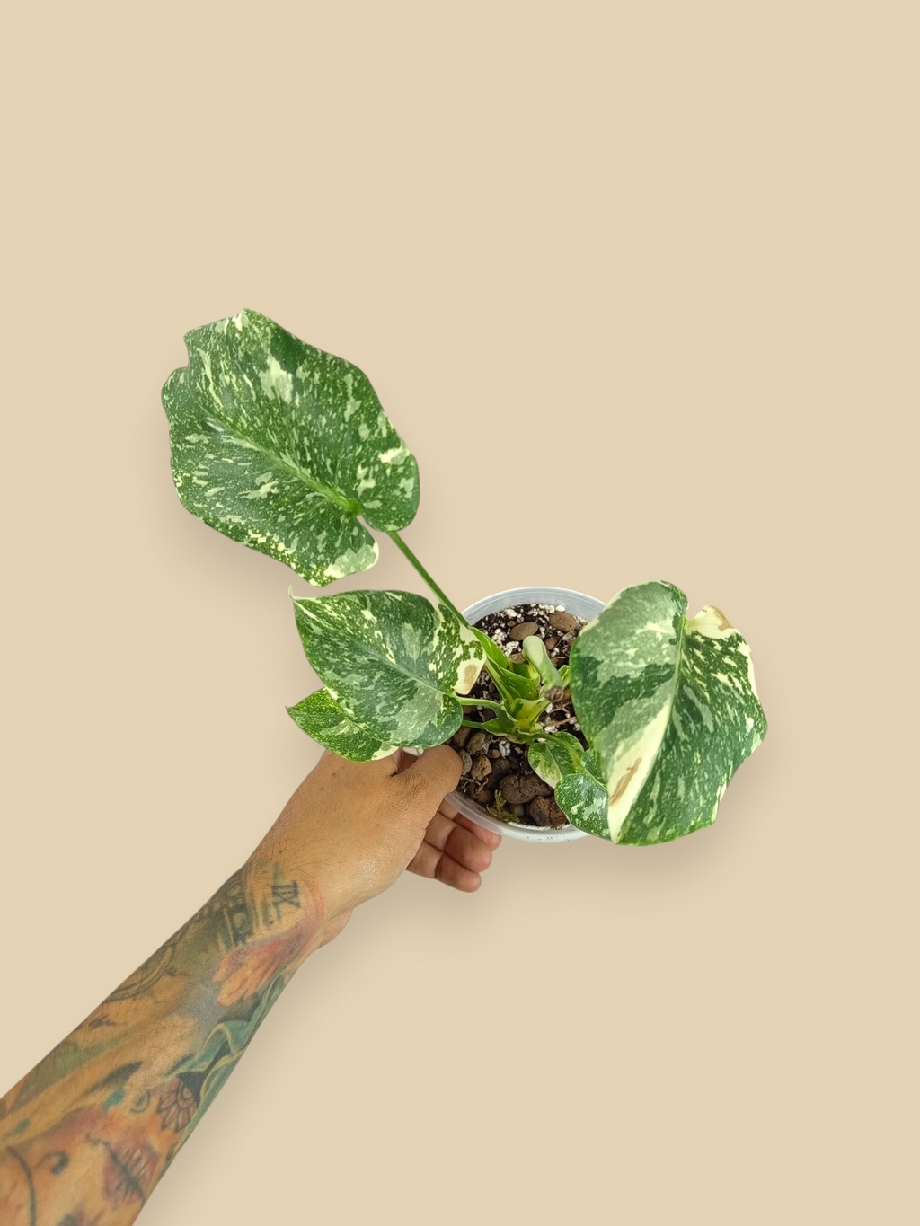 Monstera Thai Constellation Double Platinum Mutation