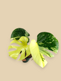 Monstera Thai Constellation Mutation