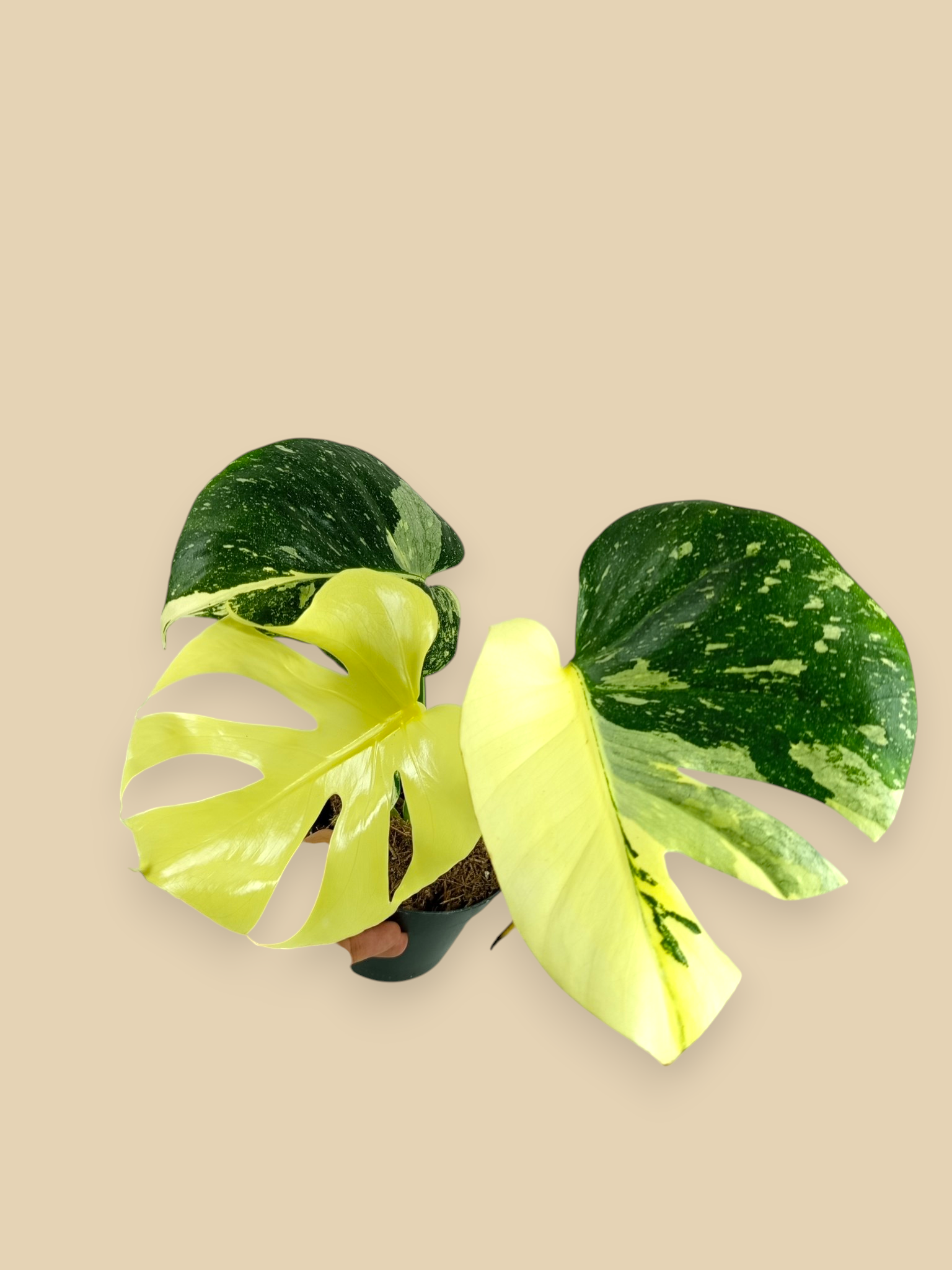 Monstera Thai Constellation Mutation