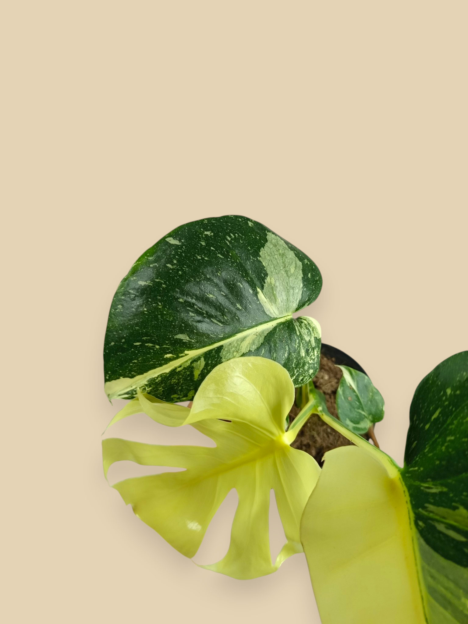 Monstera Thai Constellation Mutation
