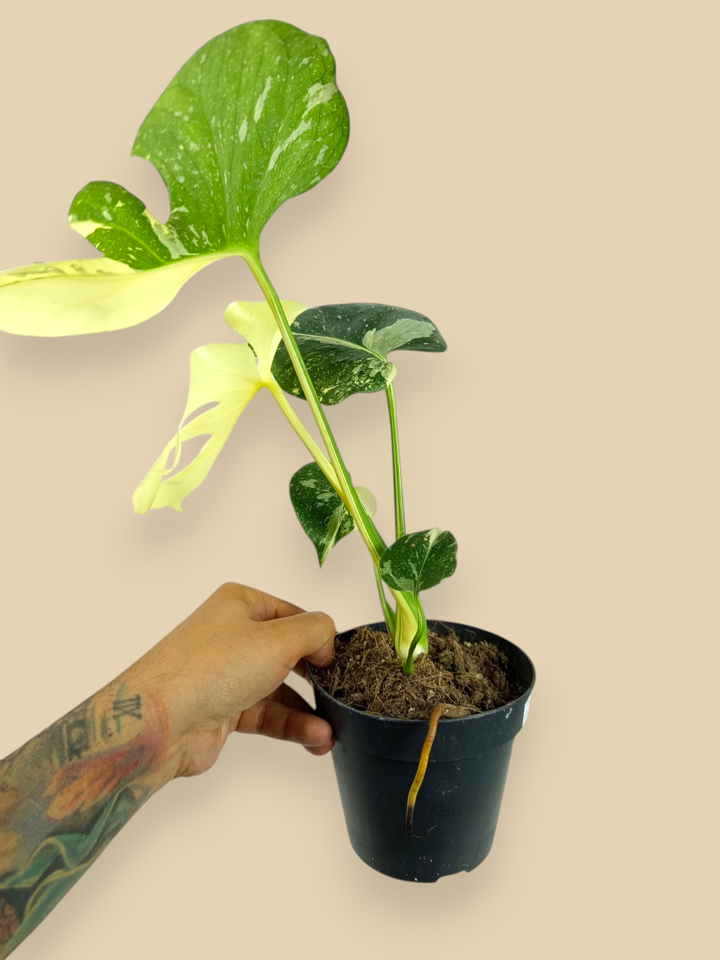 Monstera Thai Constellation Mutation