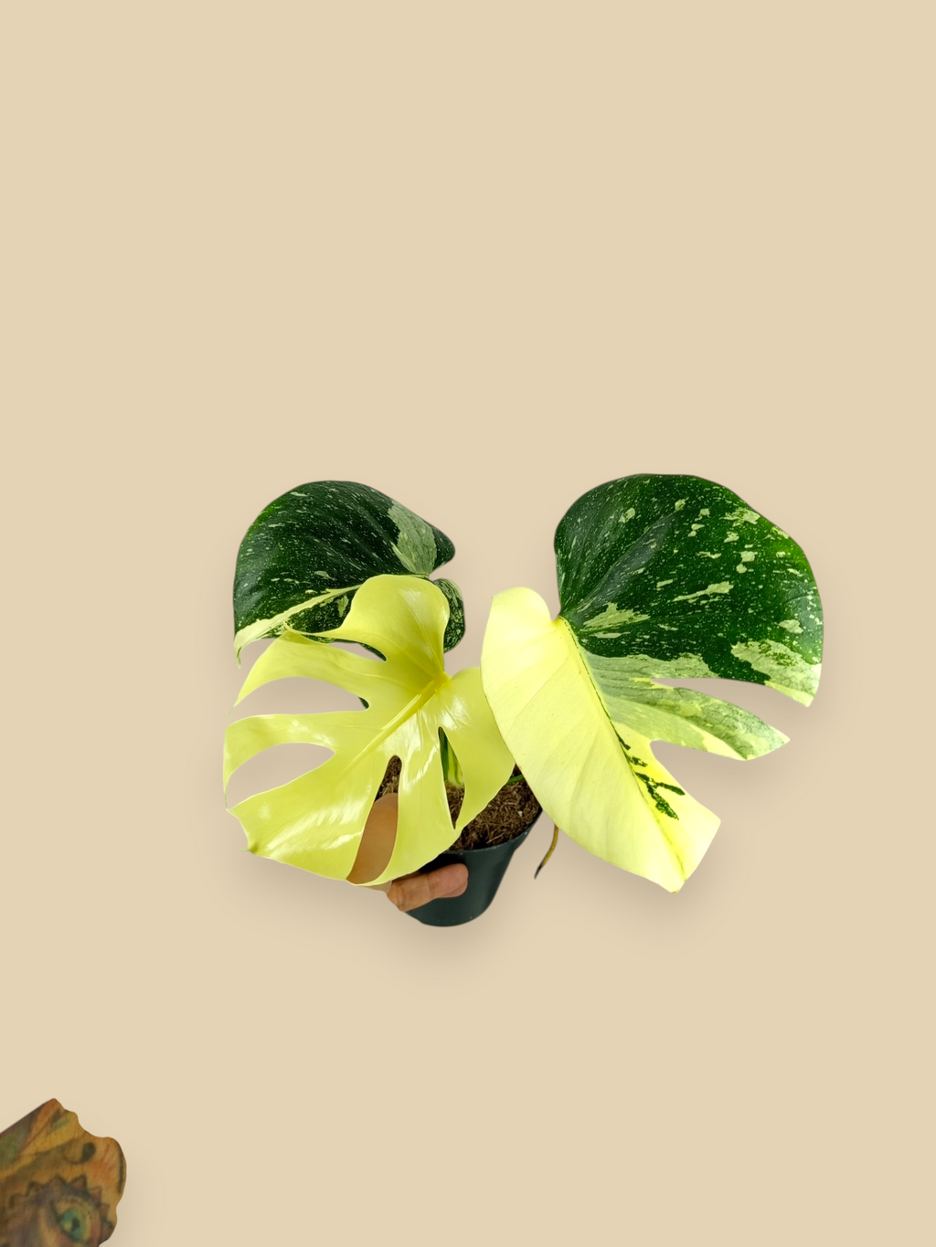 Monstera Thai Constellation Mutation