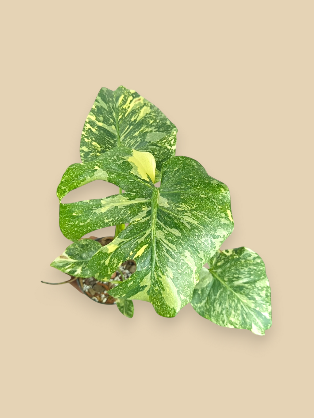 Monstera Thai Constellation Creme Brulee  Mutation