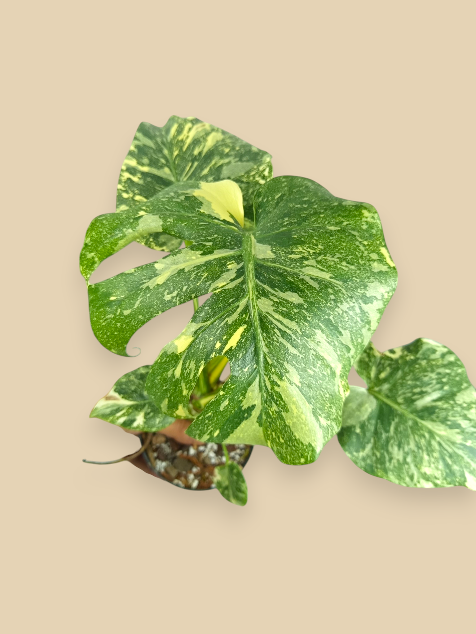 Monstera Thai Constellation Creme Brulee  Mutation