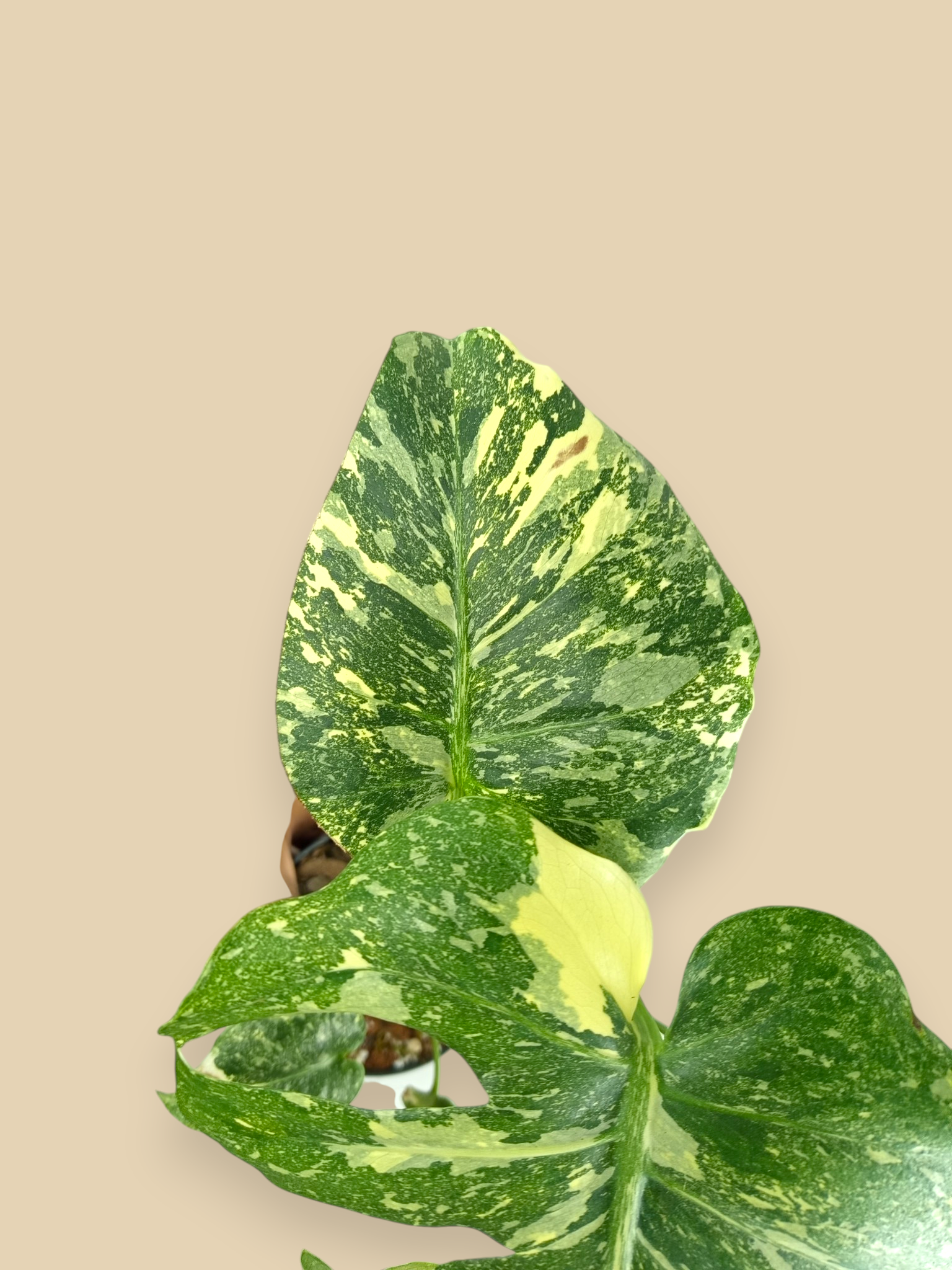 Monstera Thai Constellation Creme Brulee  Mutation