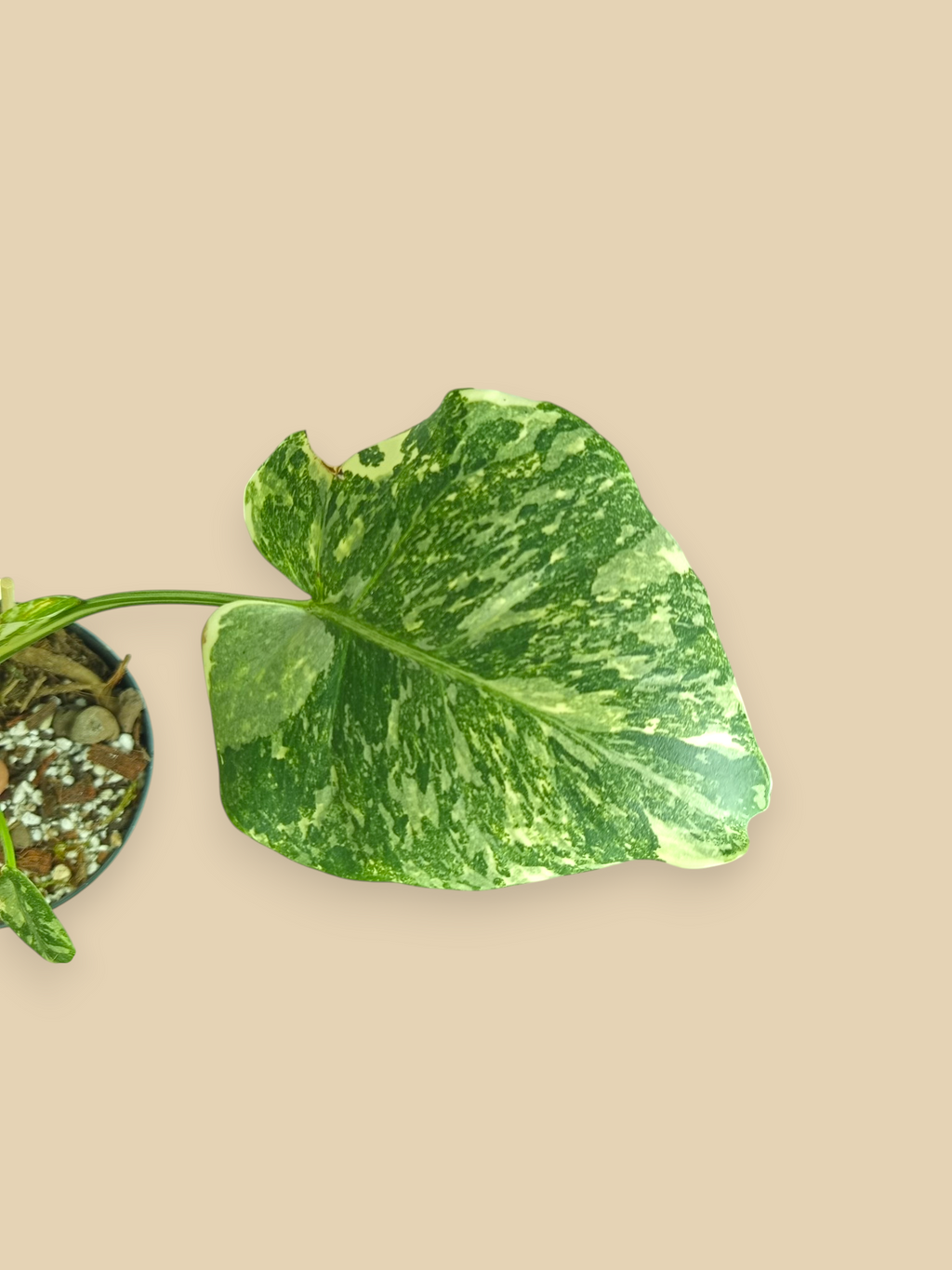 Monstera Thai Constellation Creme Brulee  Mutation