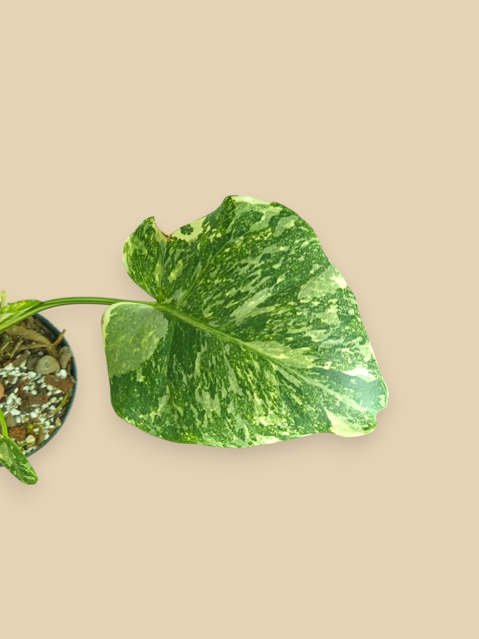 Monstera Thai Constellation Creme Brulee  Mutation